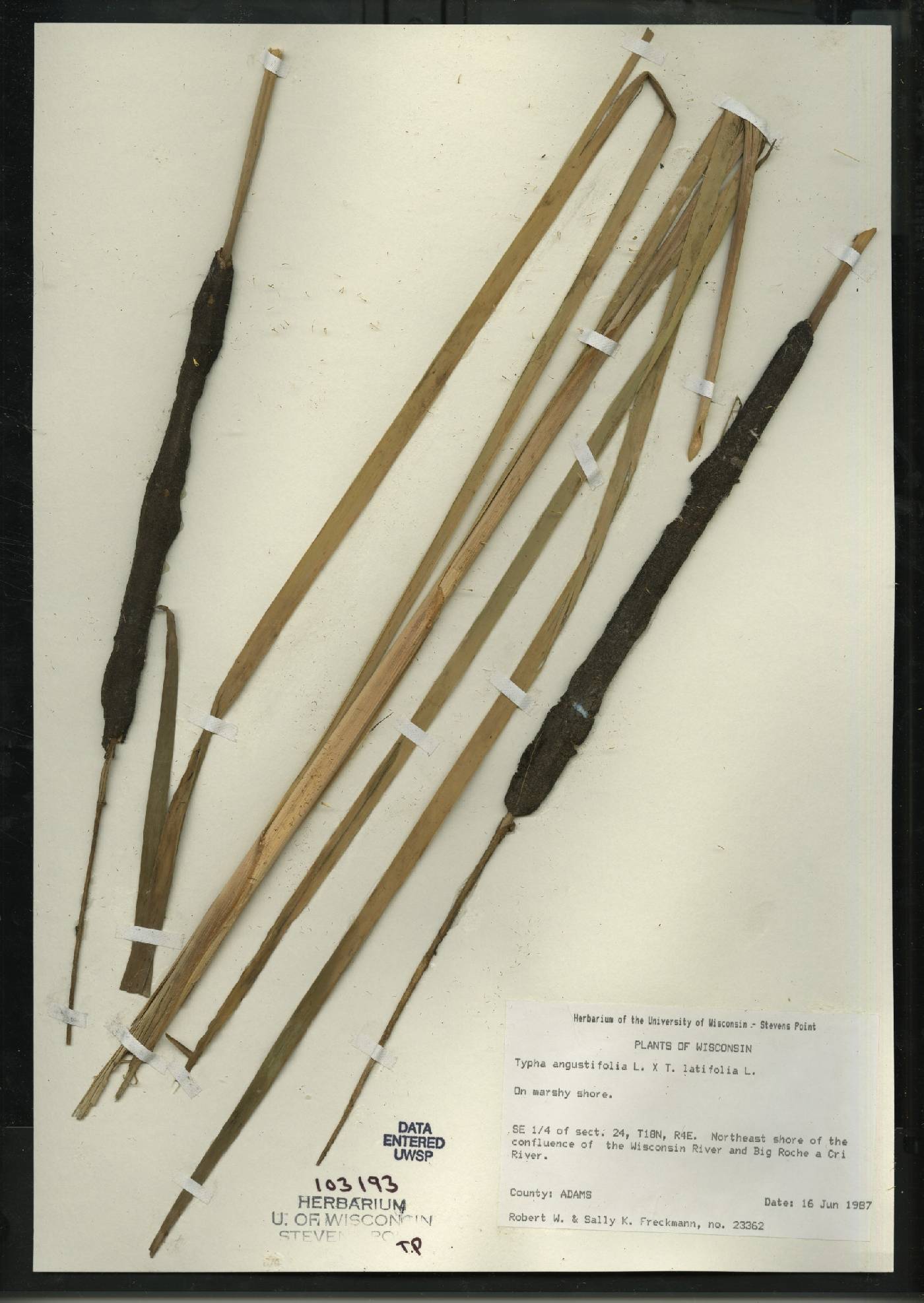 Typha X glauca image
