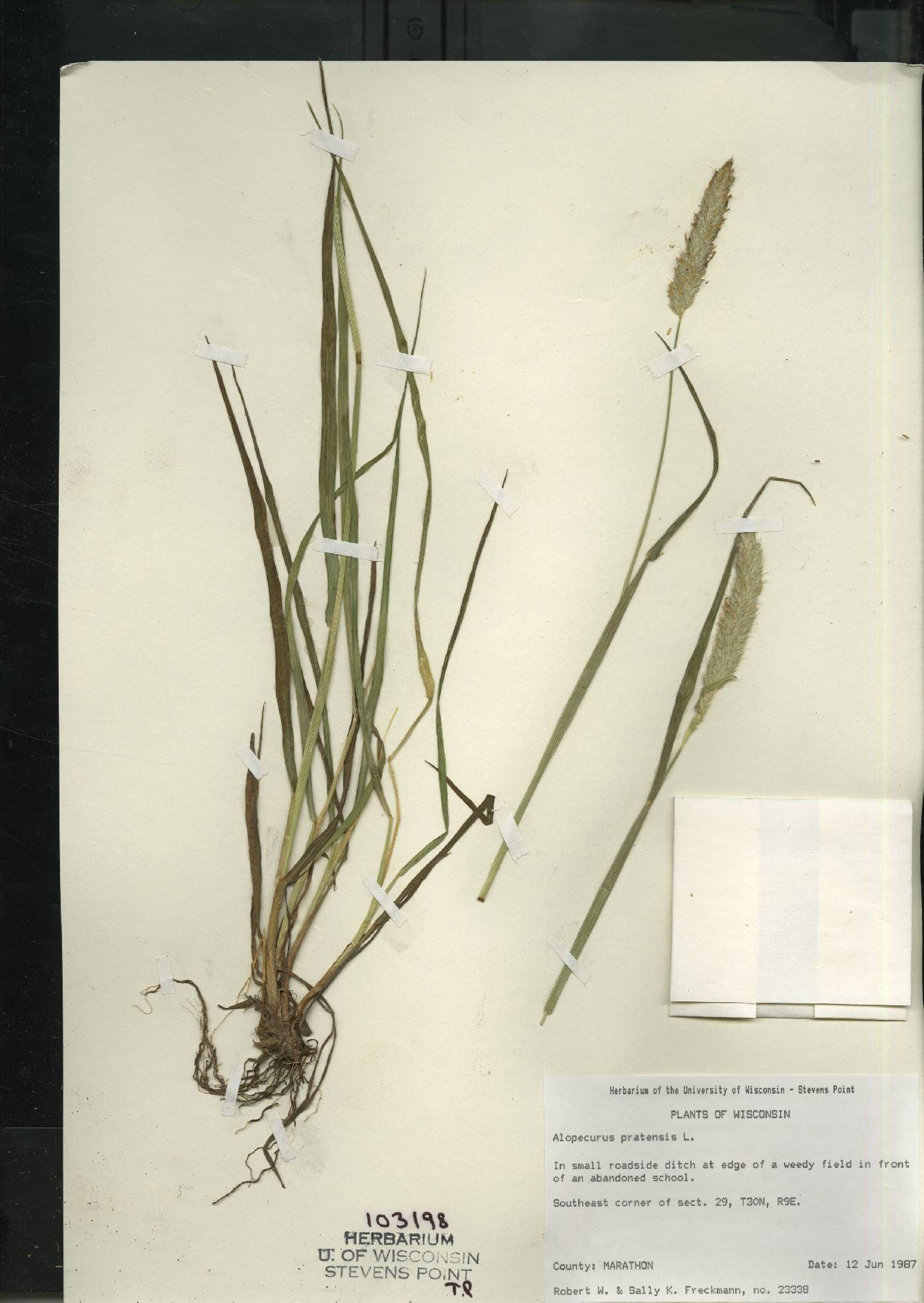 Alopecurus pratensis image