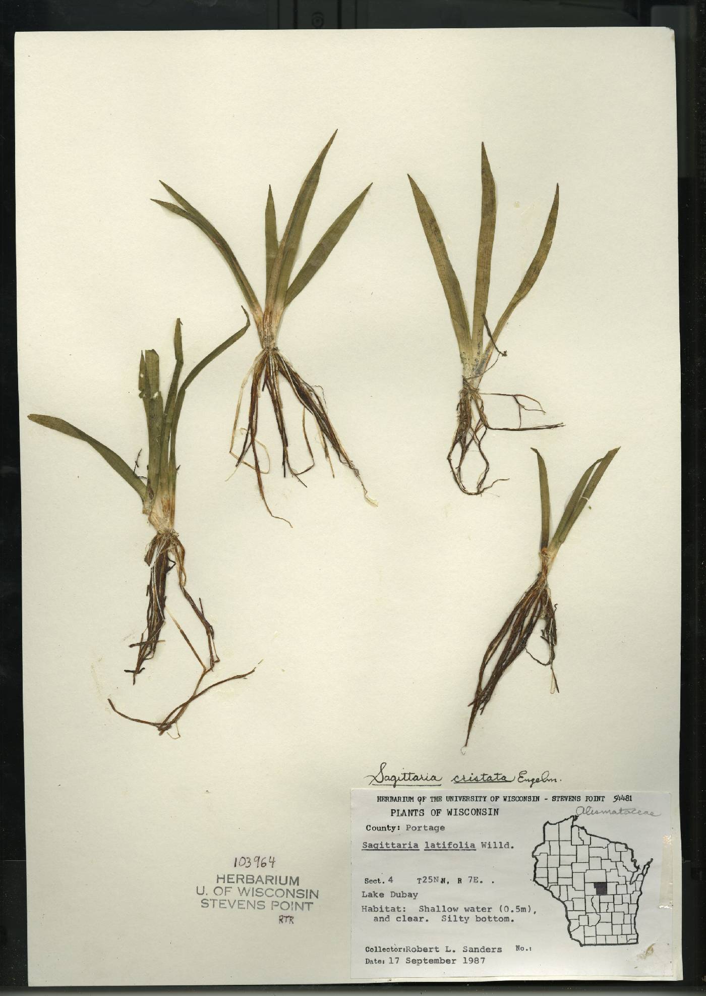 Sagittaria cristata image