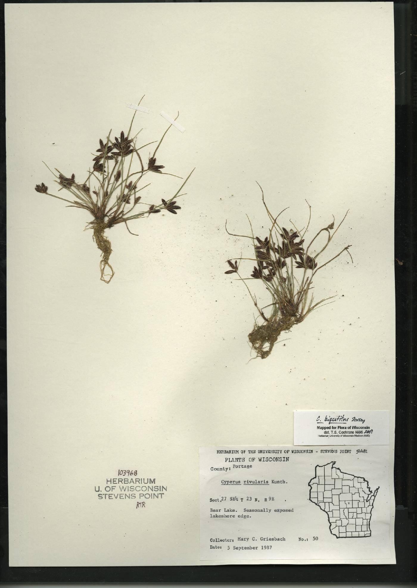 Cyperus bipartitus image