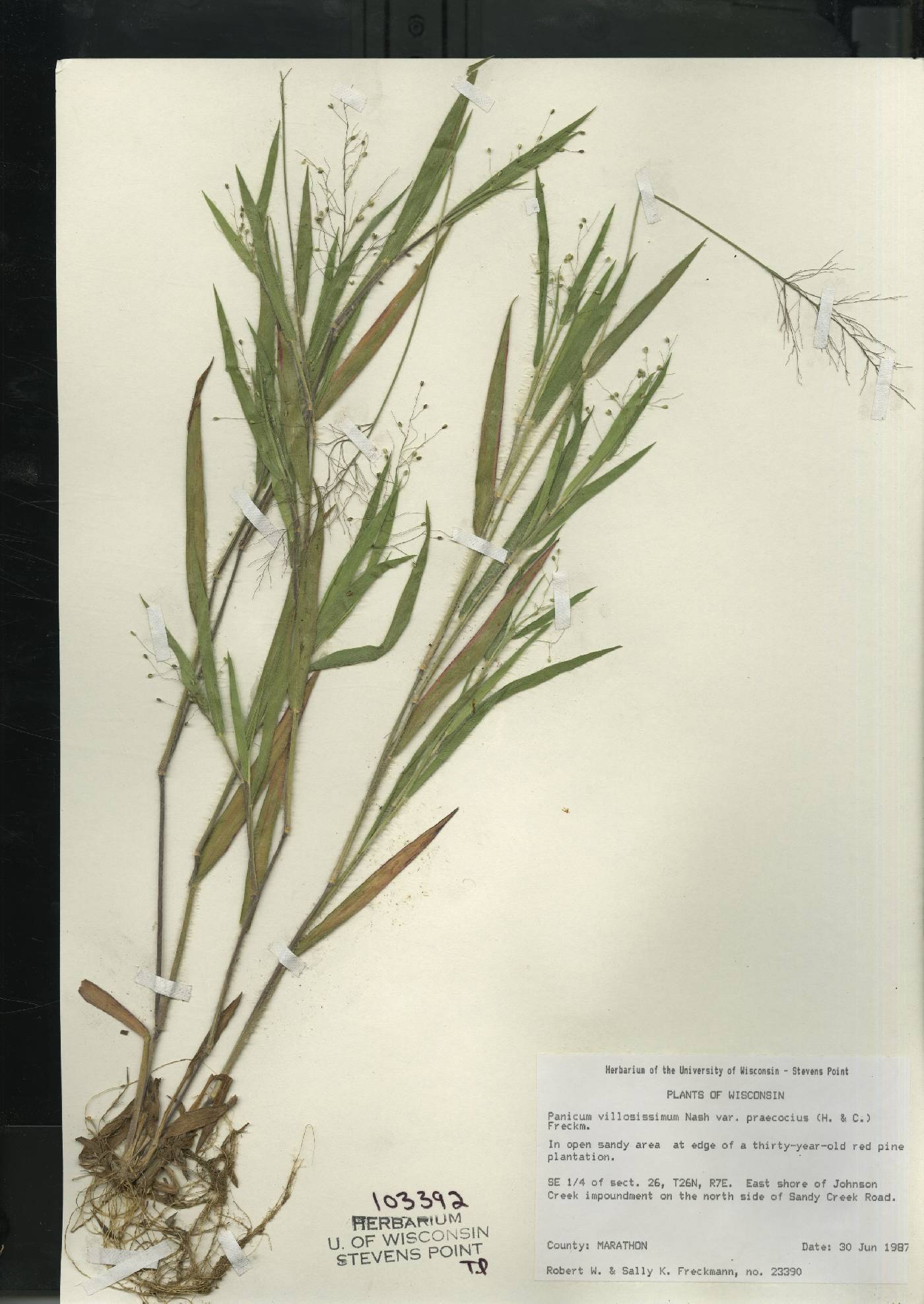 Dichanthelium villosissimum var. praecocius image
