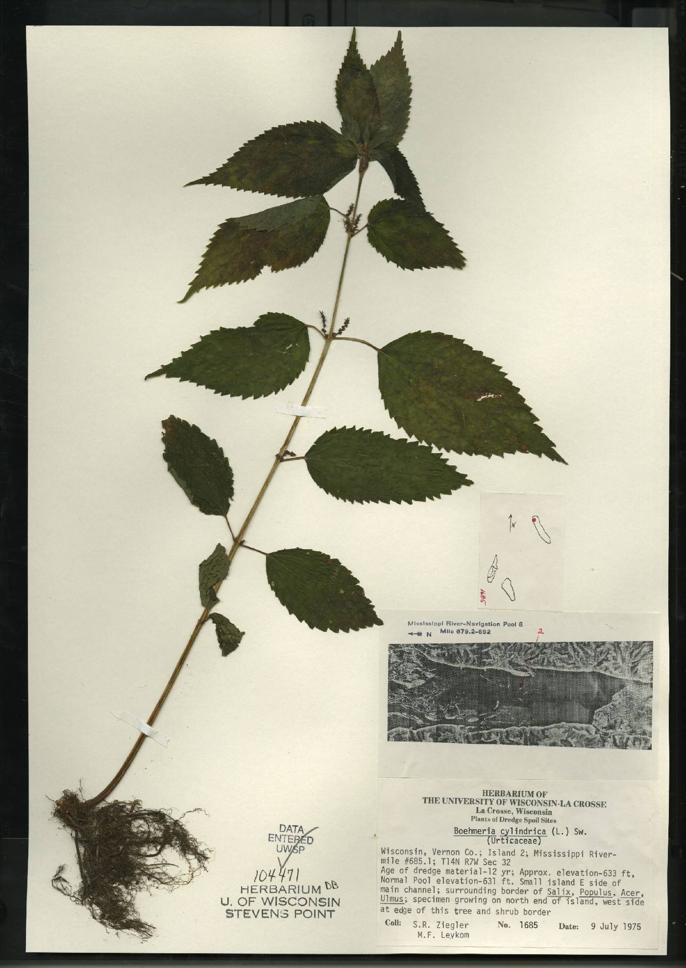 Boehmeria cylindrica image