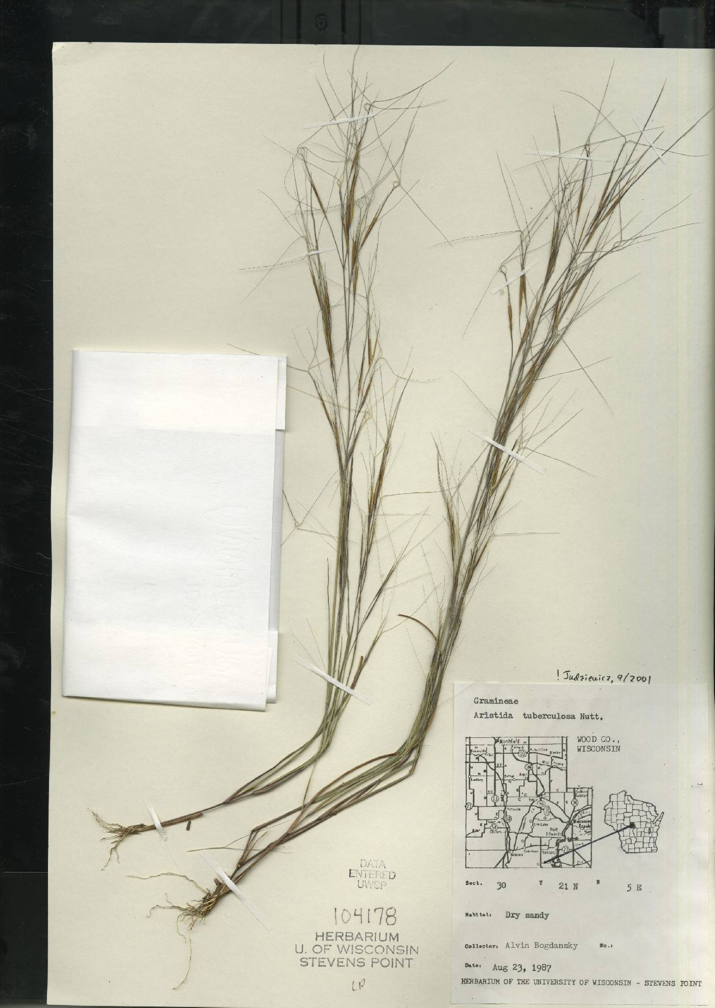 Aristida tuberculosa image