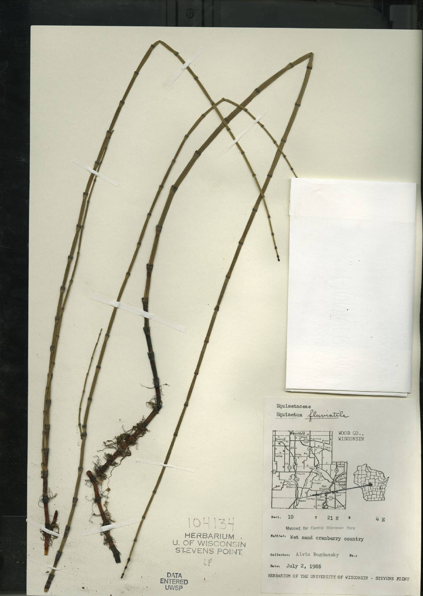Equisetum fluviatile image