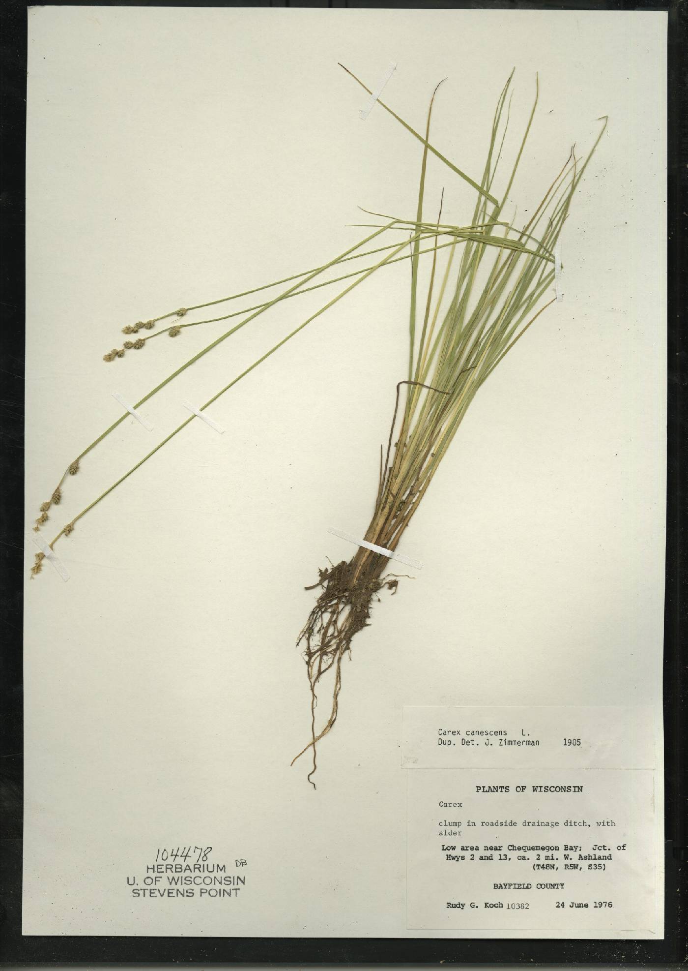 Carex canescens image