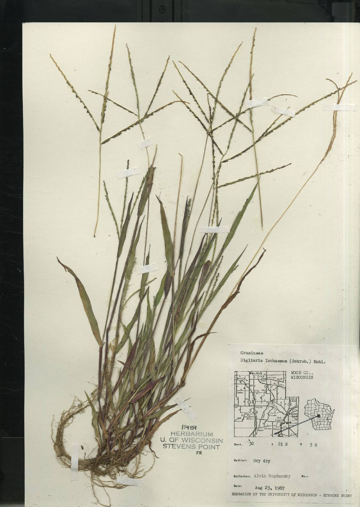 Digitaria ischaemum image