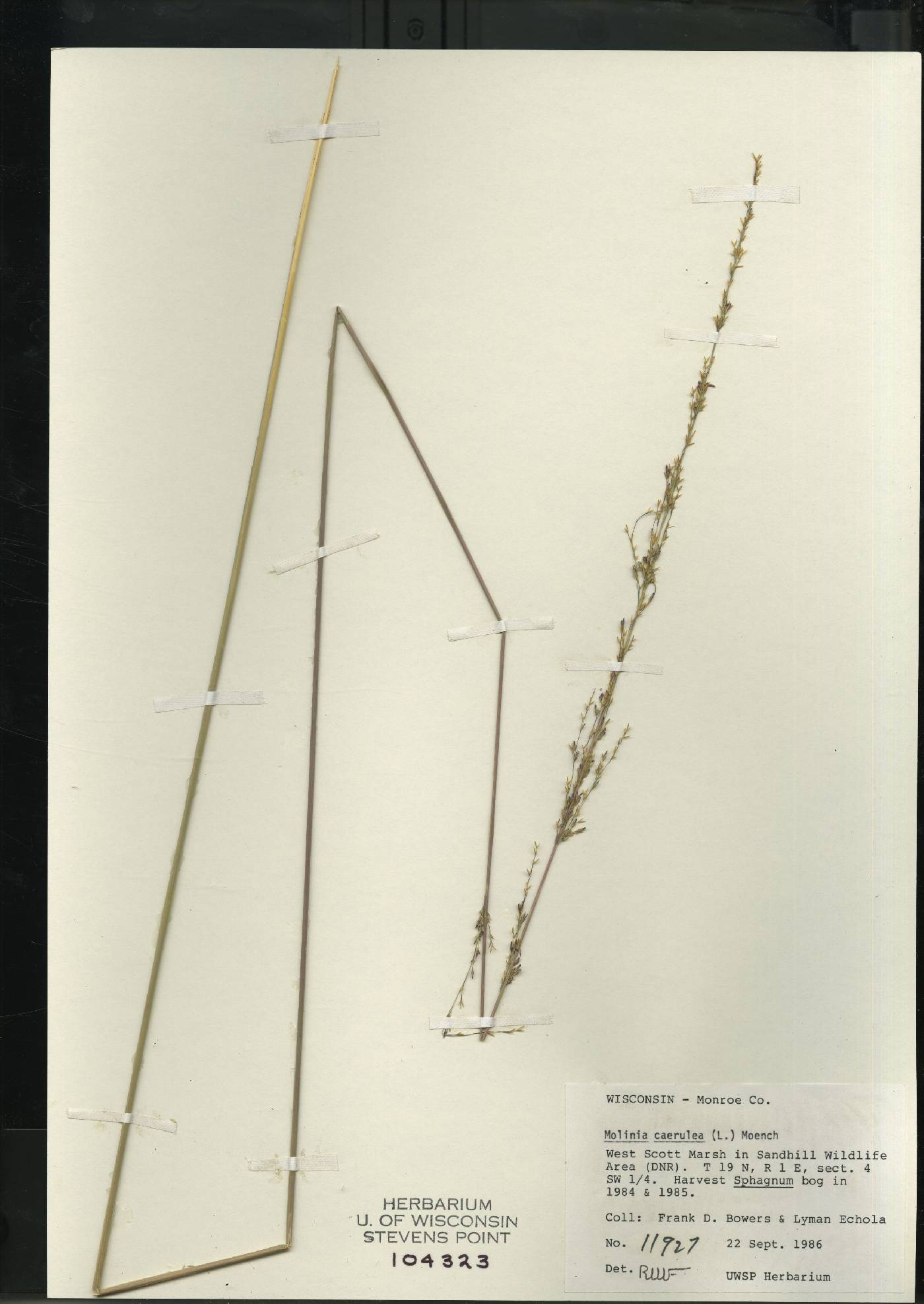 Molinia caerulea image