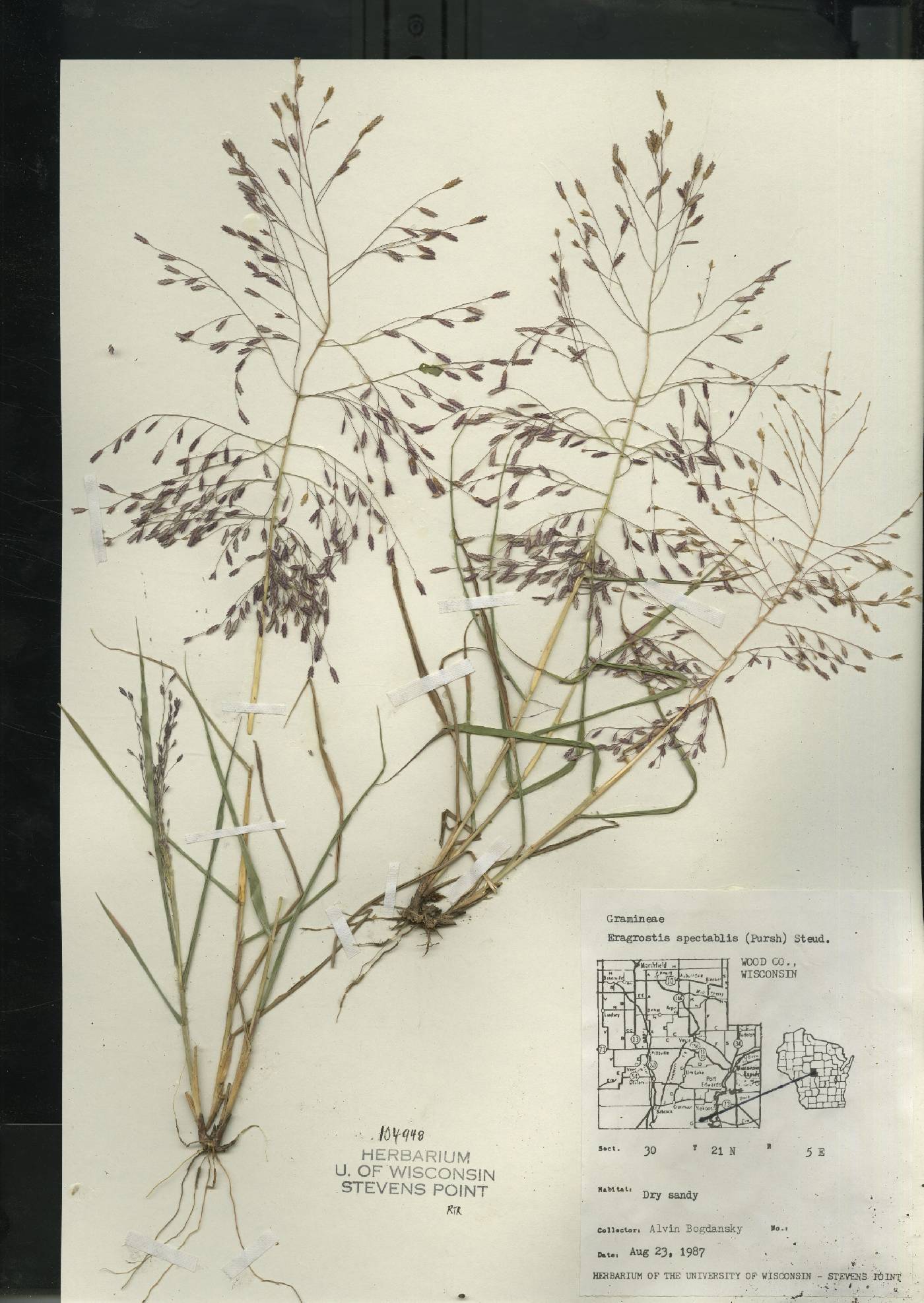 Eragrostis spectabilis image