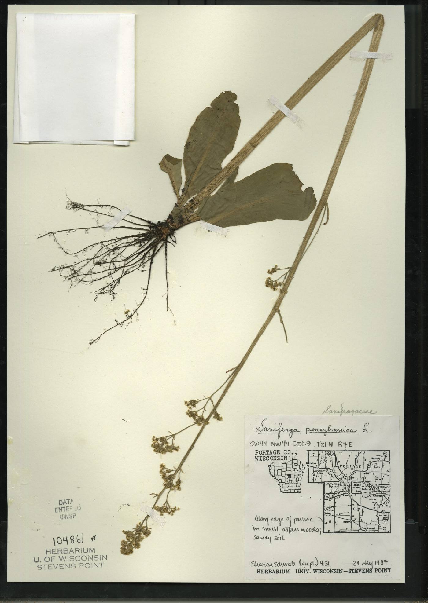 Micranthes pensylvanica image