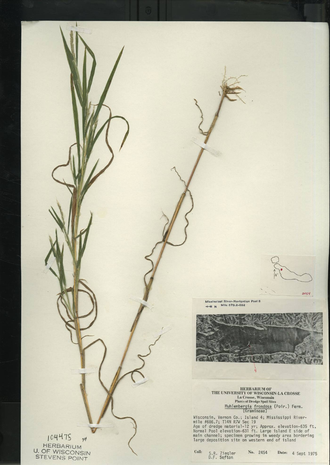 Muhlenbergia frondosa image
