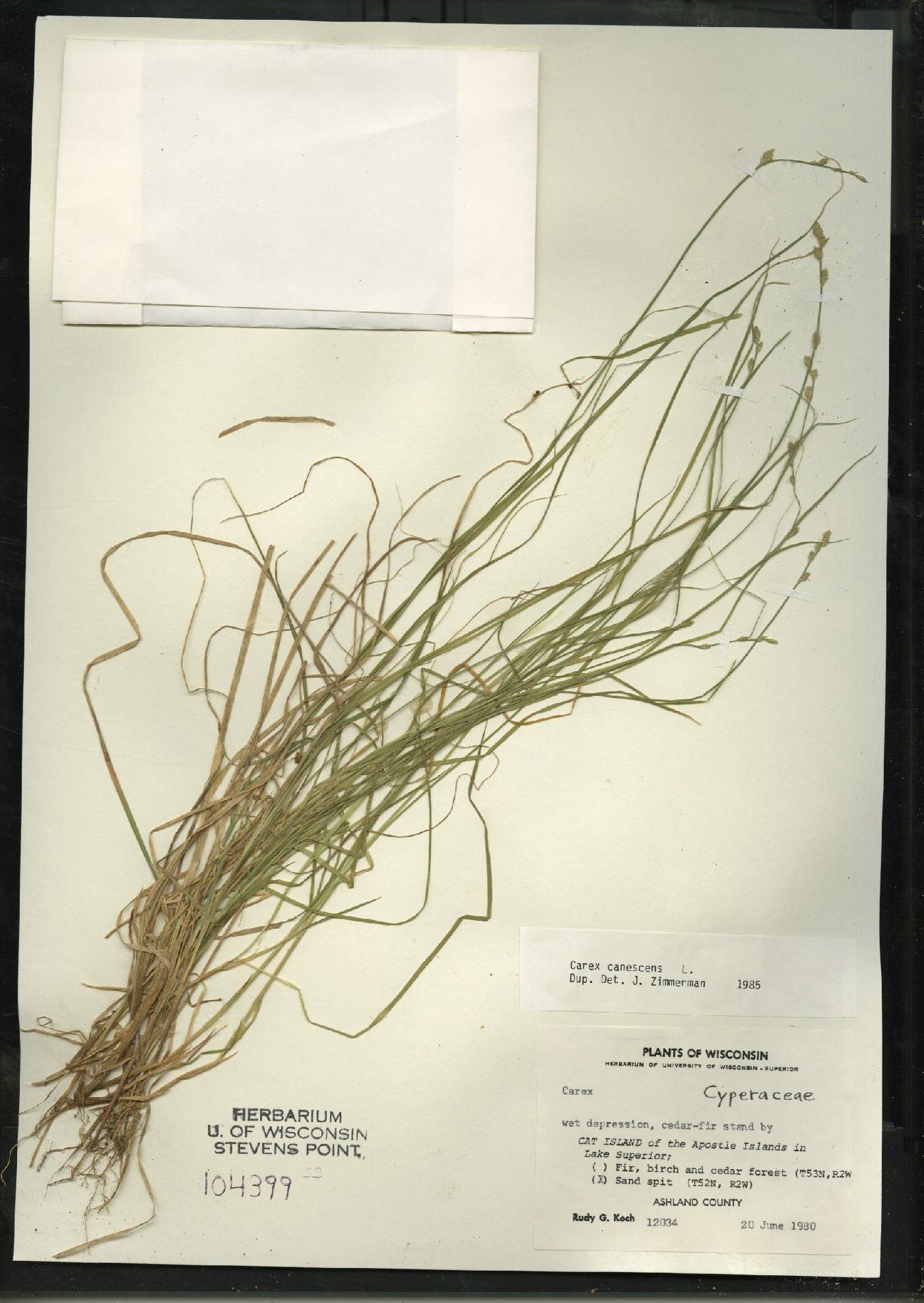 Carex canescens image