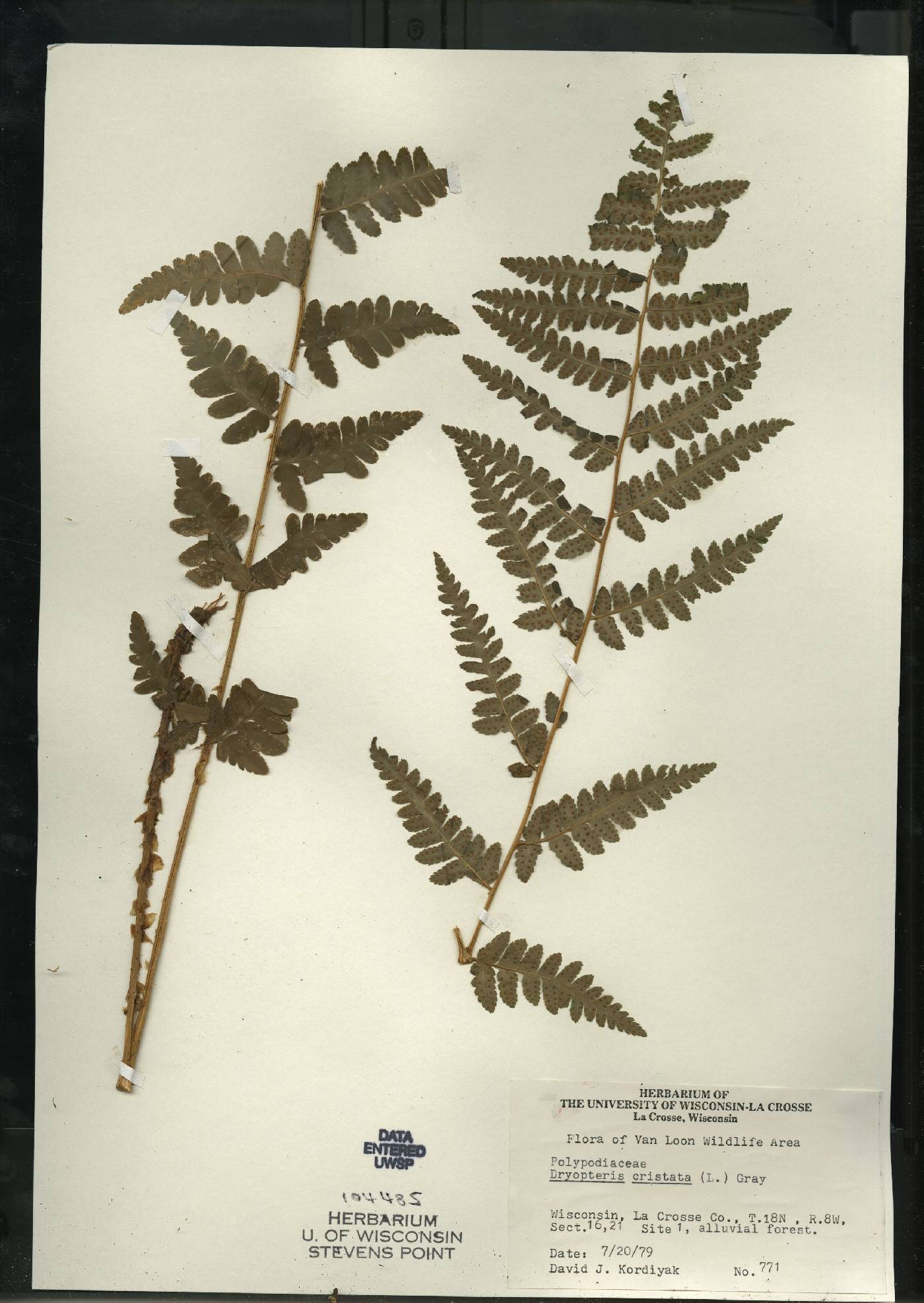 Dryopteris cristata image