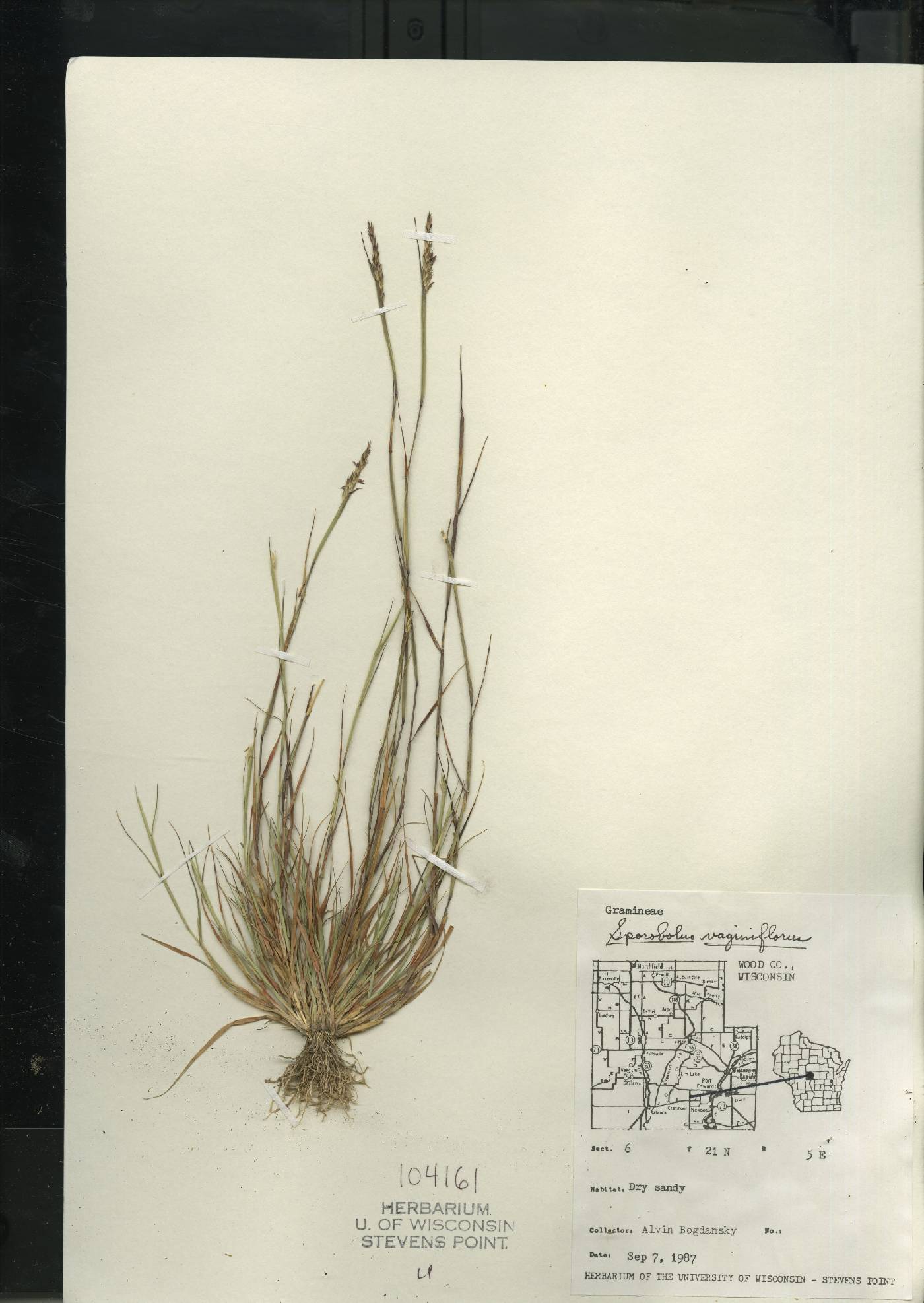 Sporobolus vaginiflorus var. vaginiflorus image