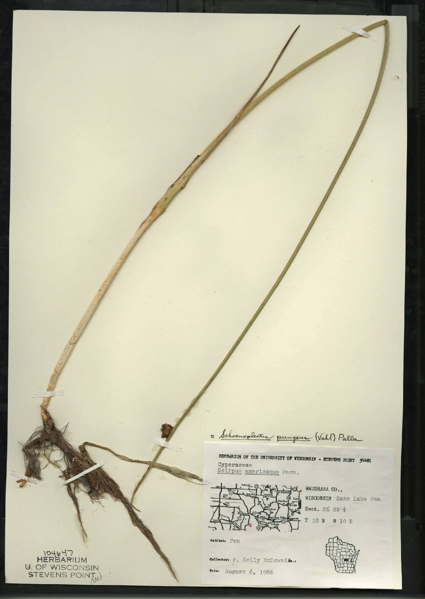 Schoenoplectus pungens image