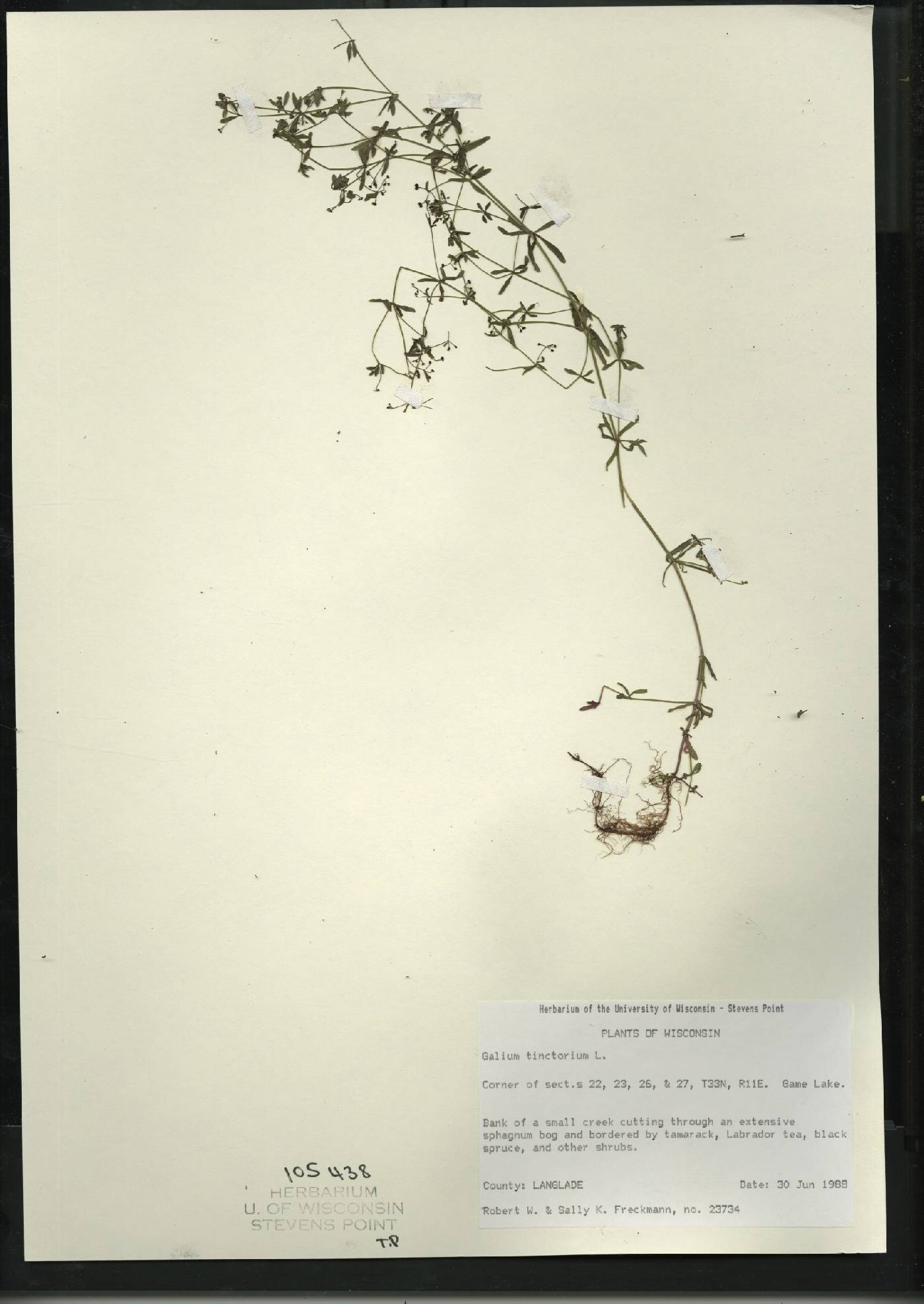 Galium tinctorium image