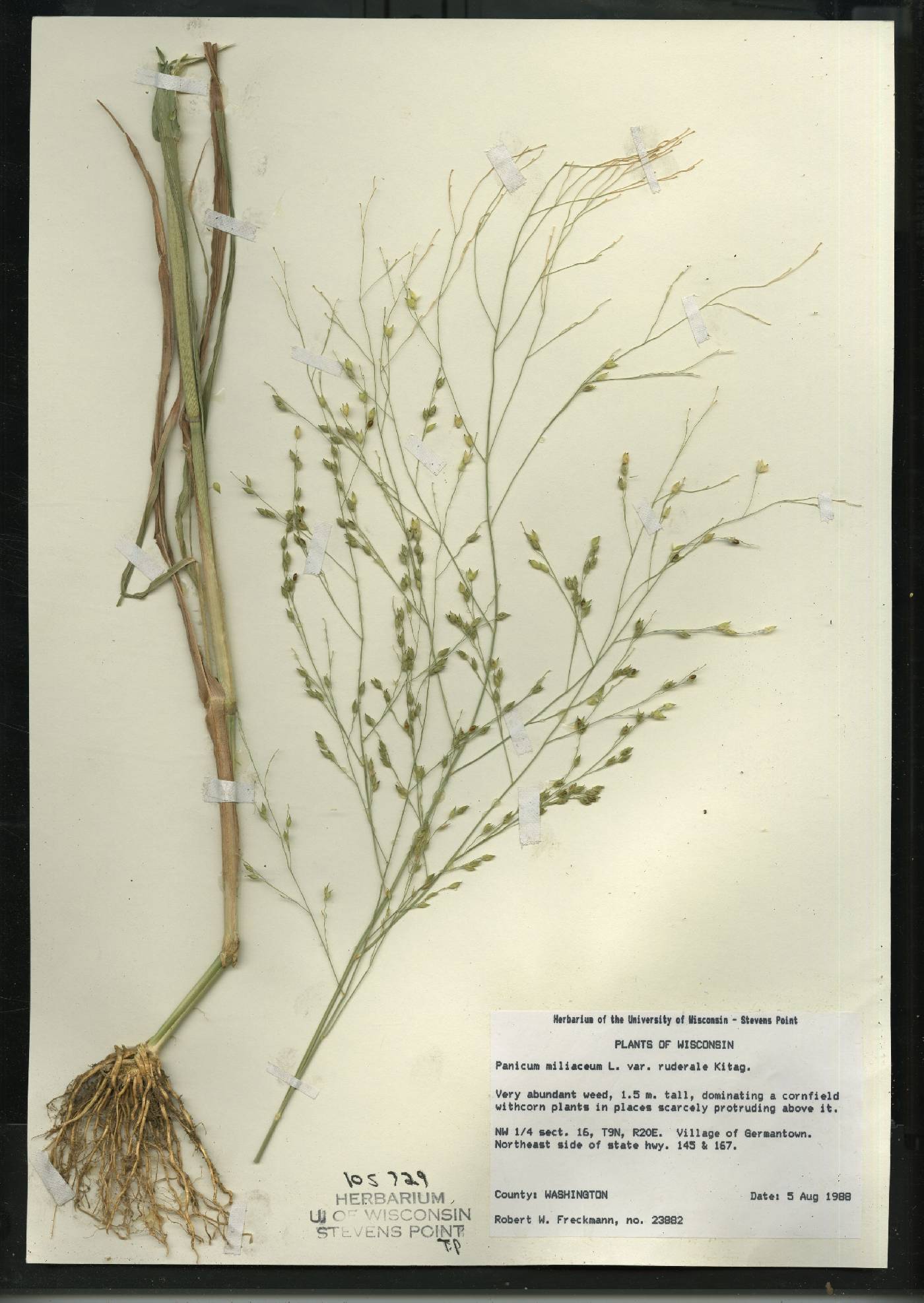 Panicum miliaceum subsp. ruderale image