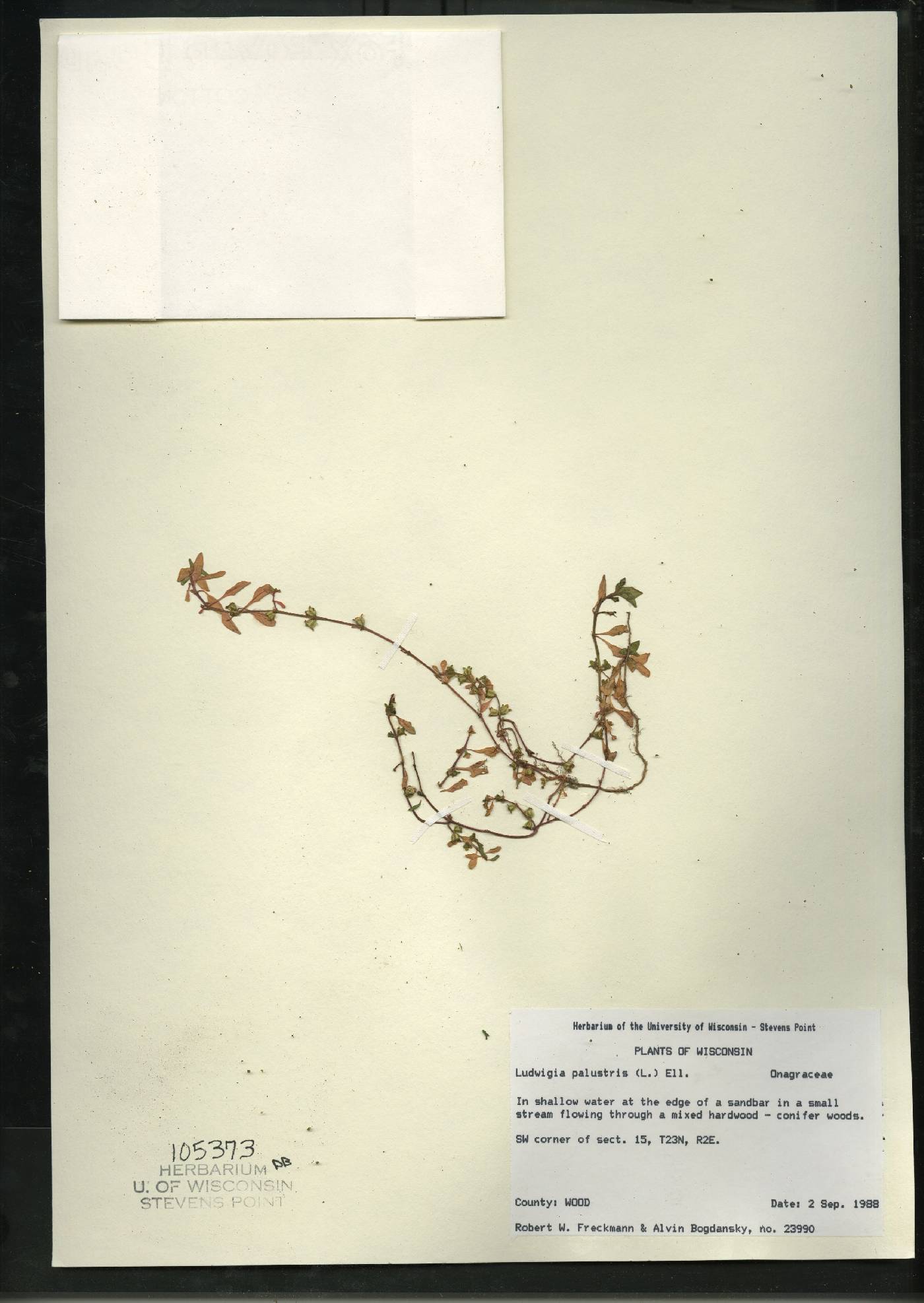 Ludwigia palustris image