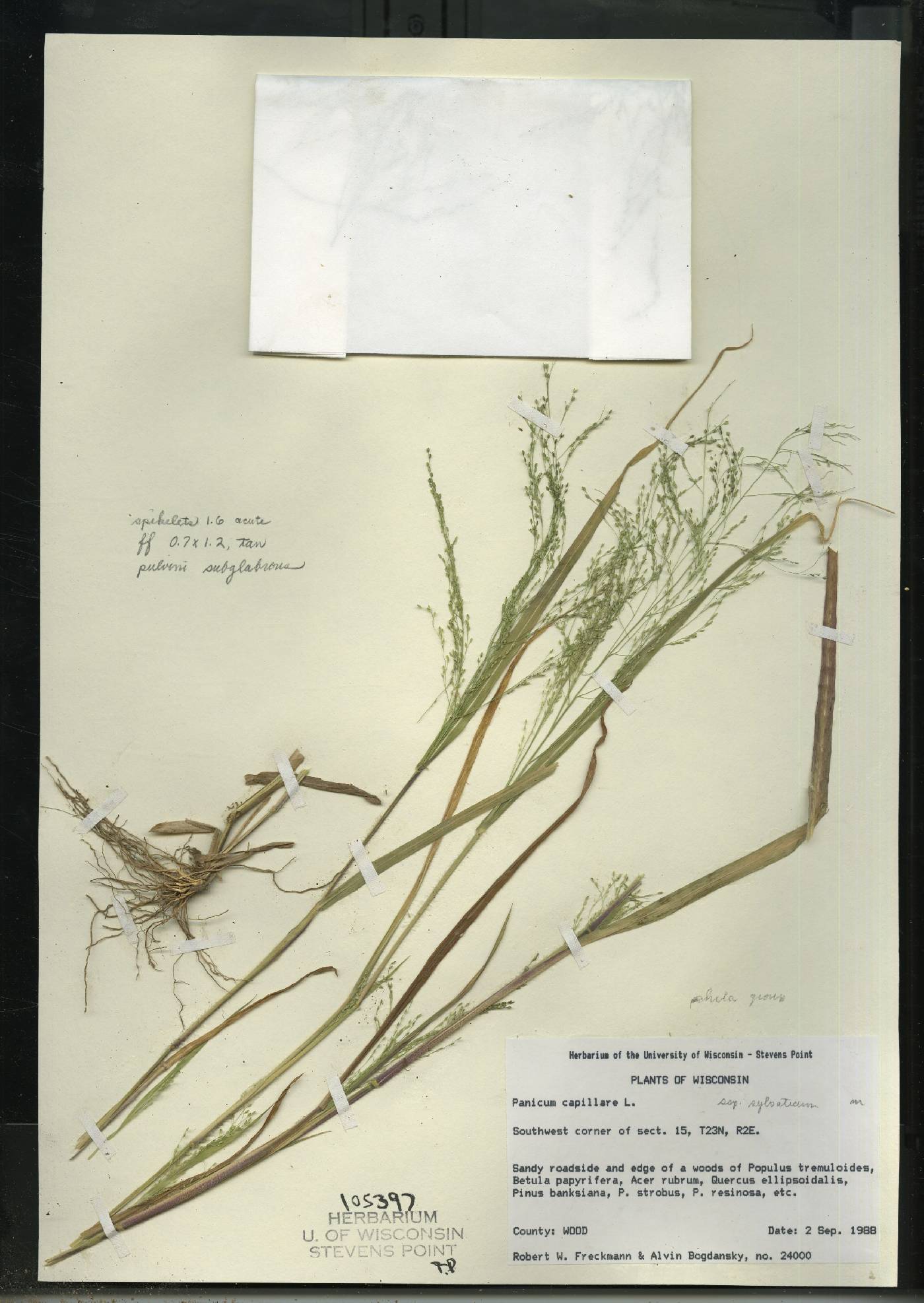 Panicum philadelphicum subsp. philadelphicum image