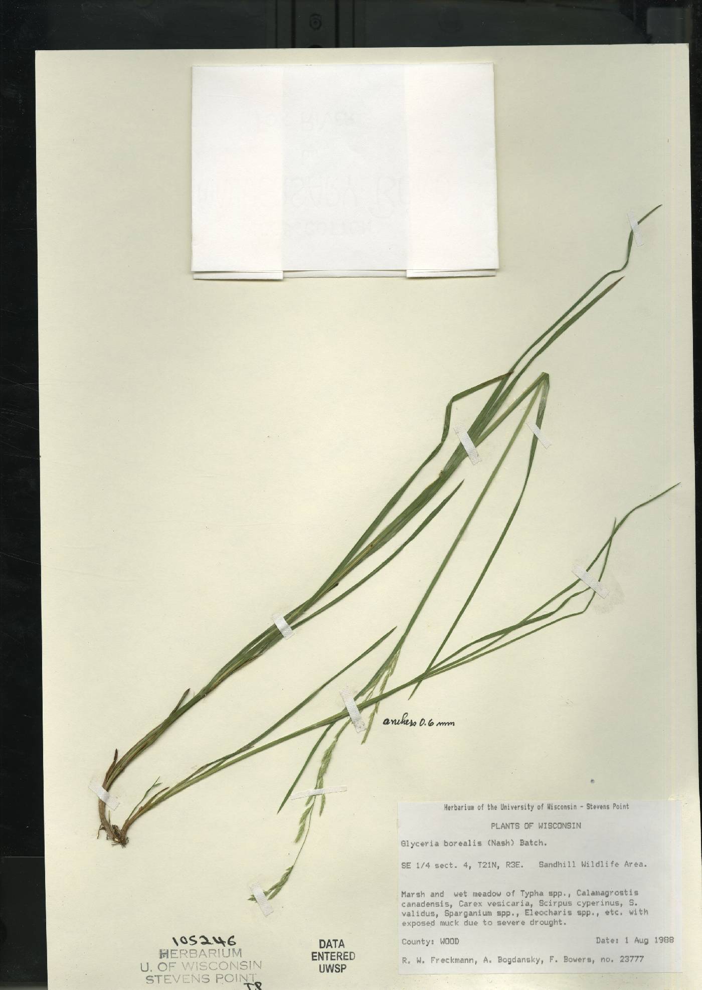 Glyceria borealis image