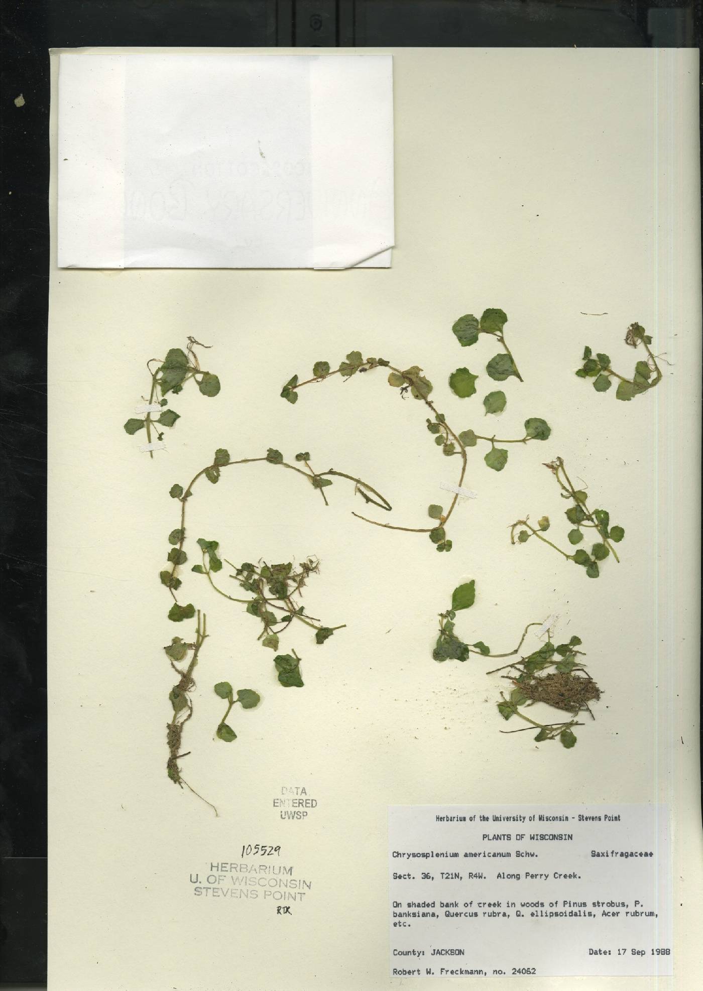 Chrysosplenium americanum image