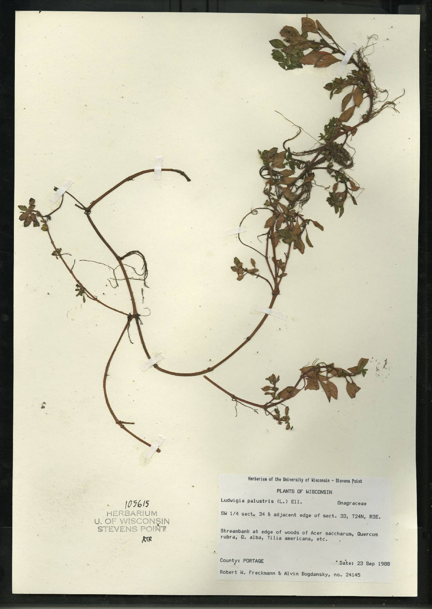 Ludwigia palustris image