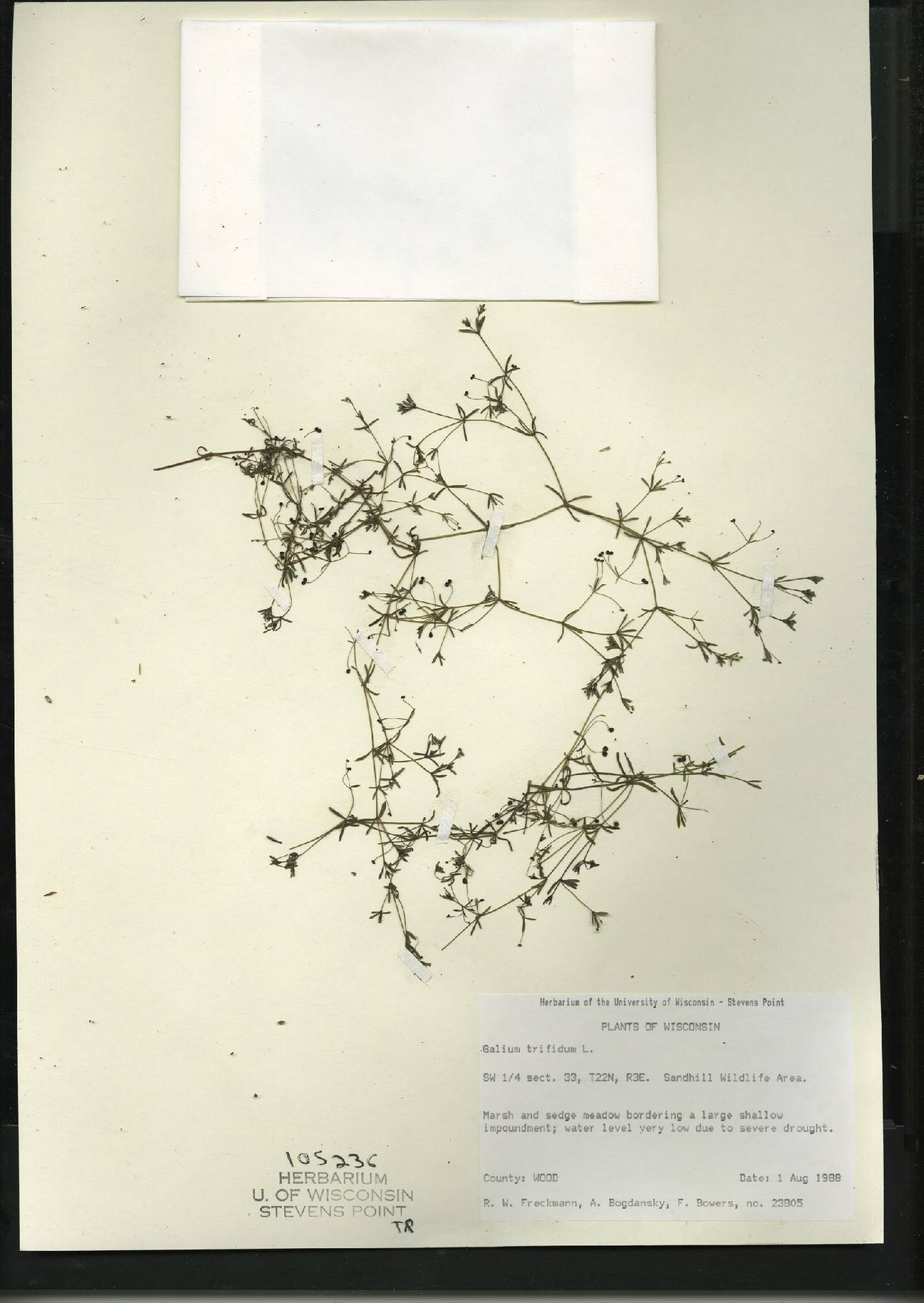 Galium trifidum image