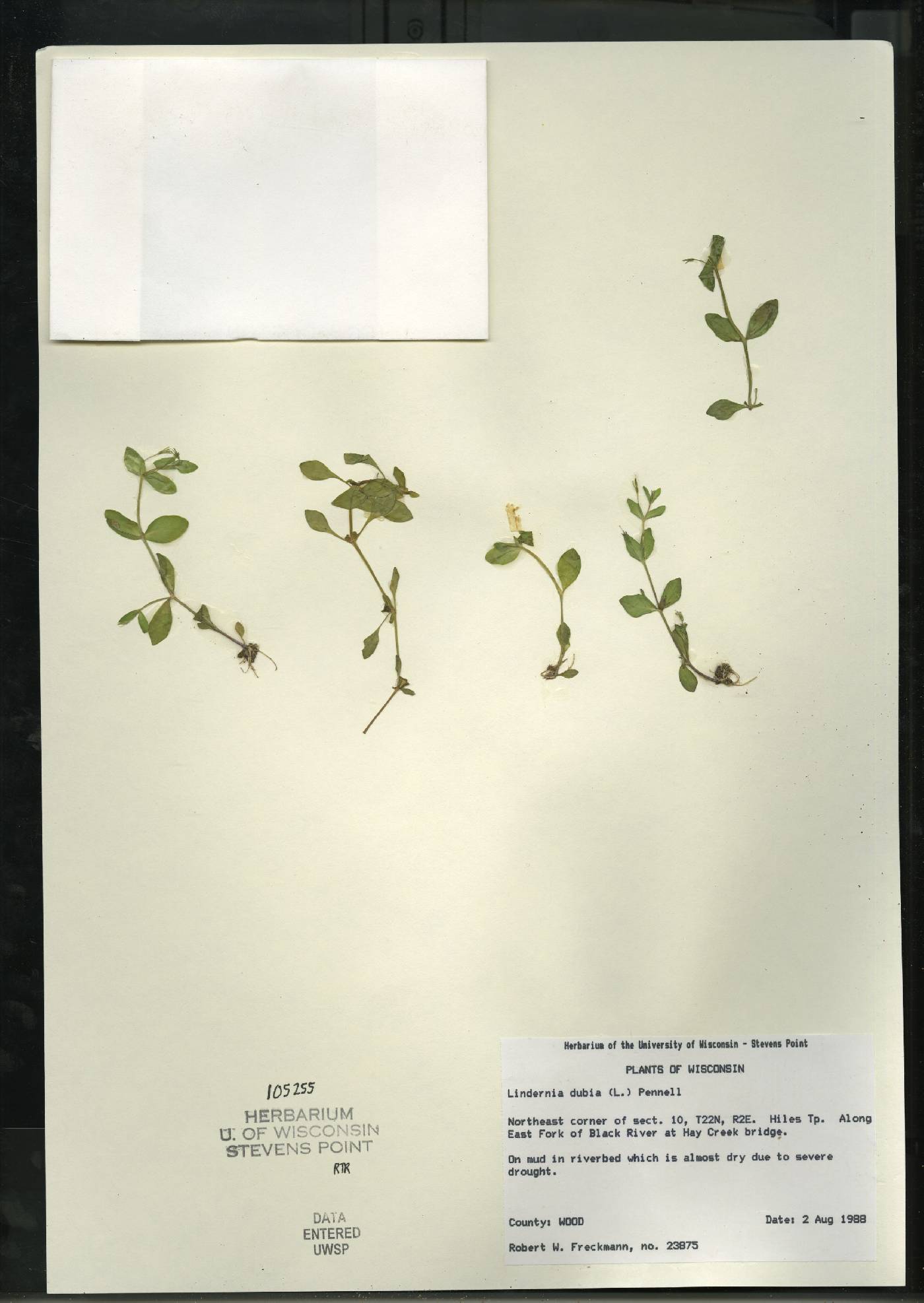Lindernia dubia image