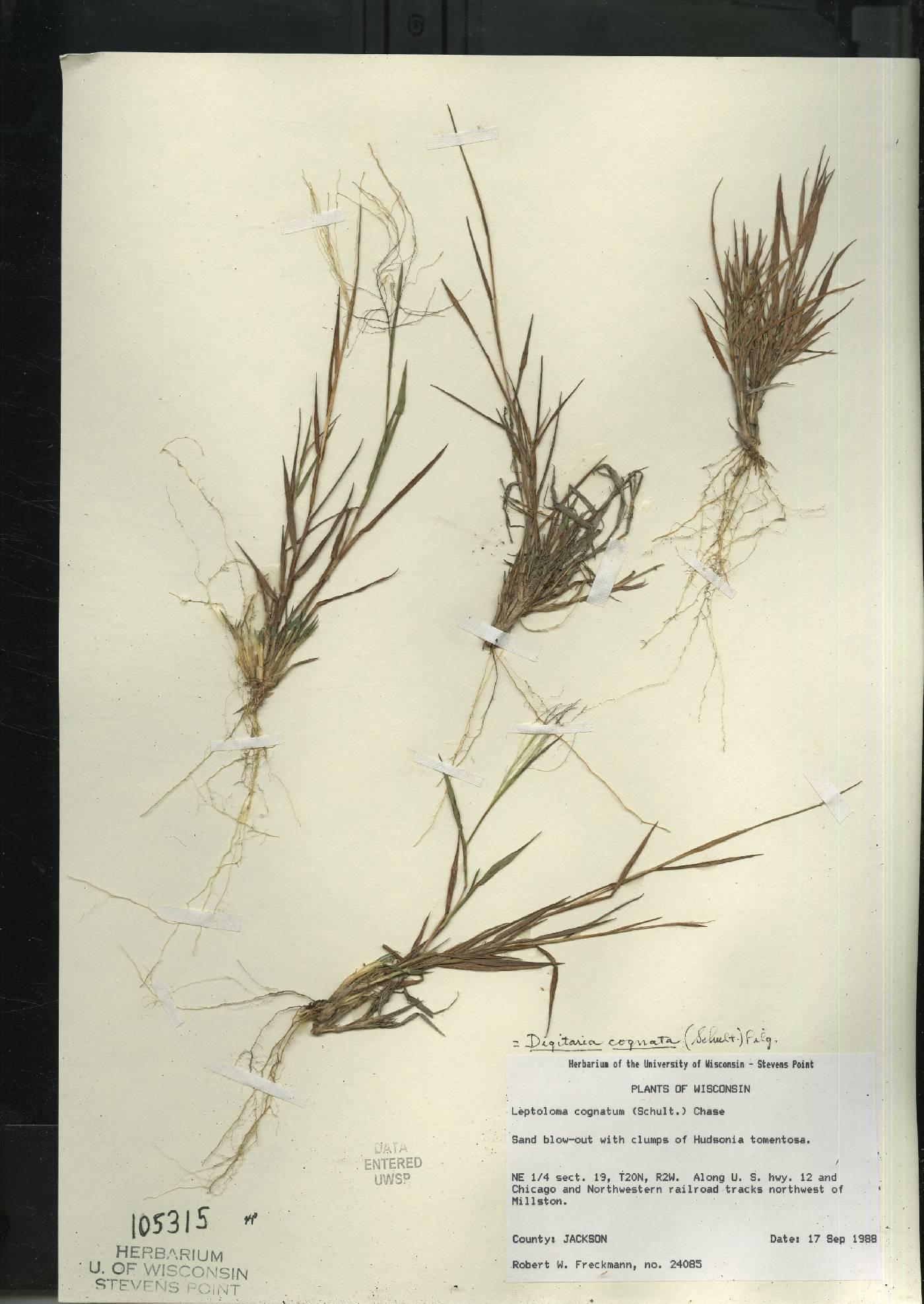 Digitaria cognata image