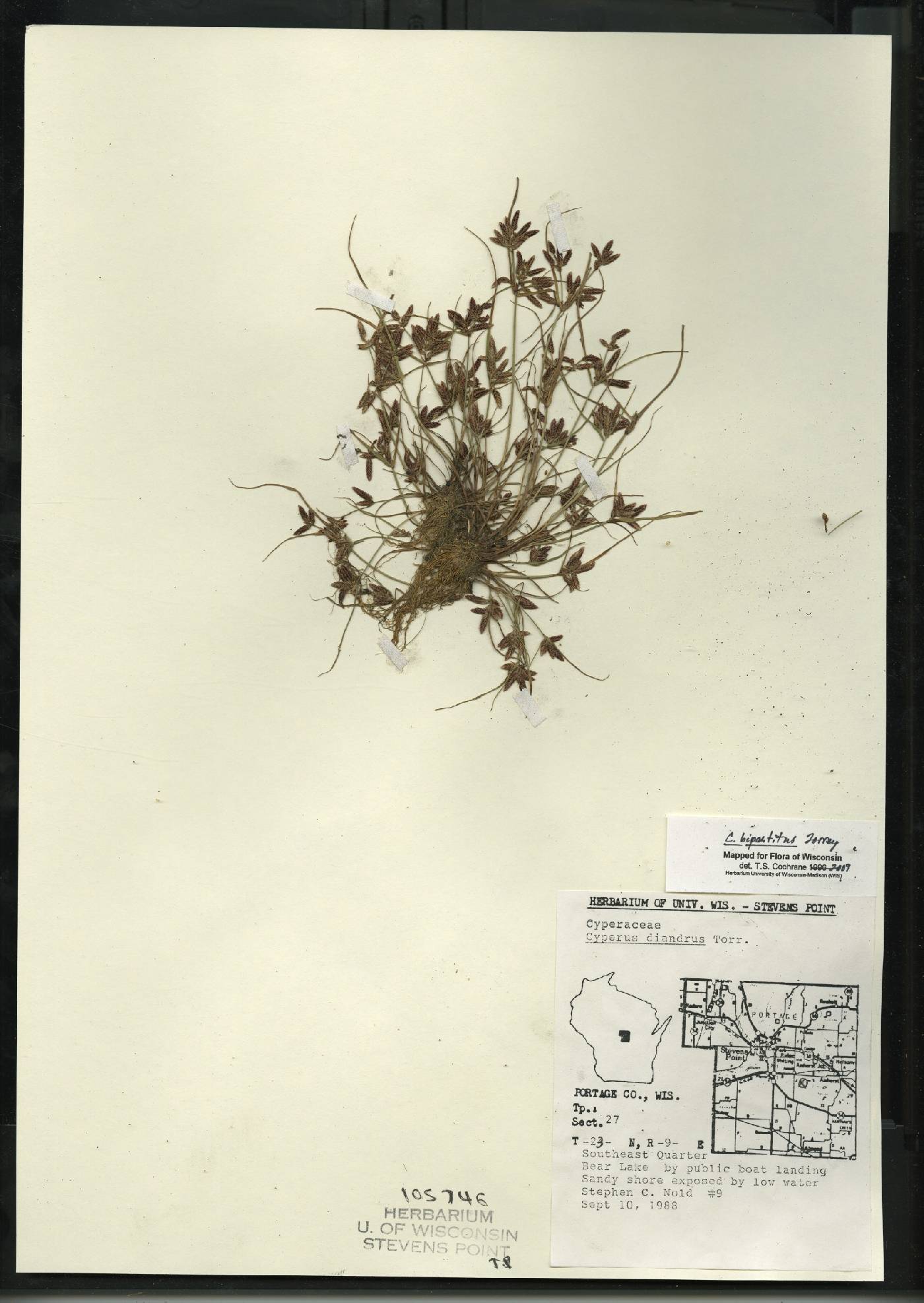 Cyperus bipartitus image