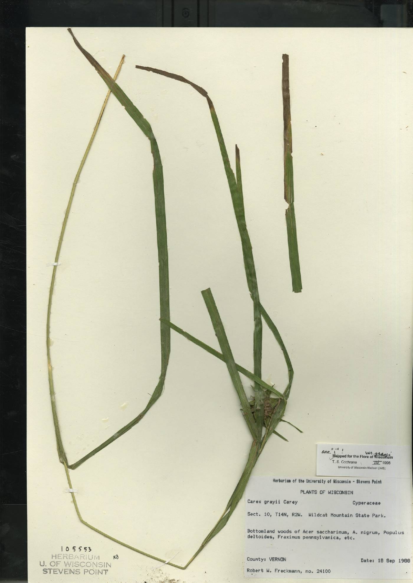 Carex grayi image