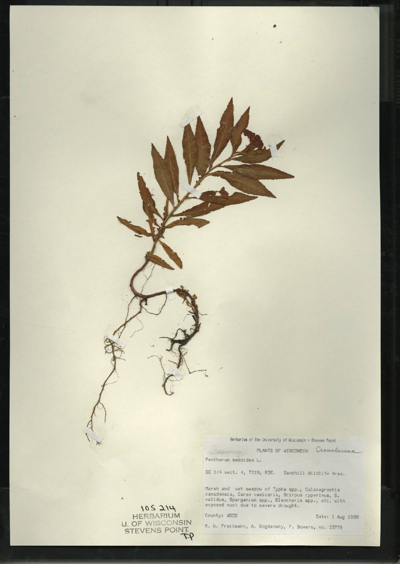 Penthorum sedoides image