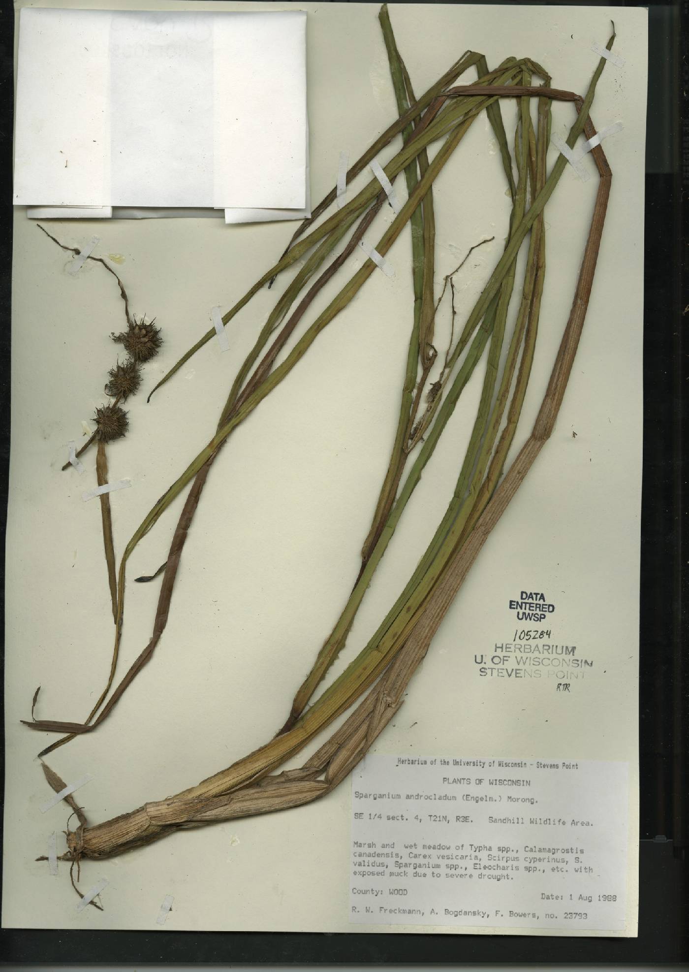 Sparganium androcladum image