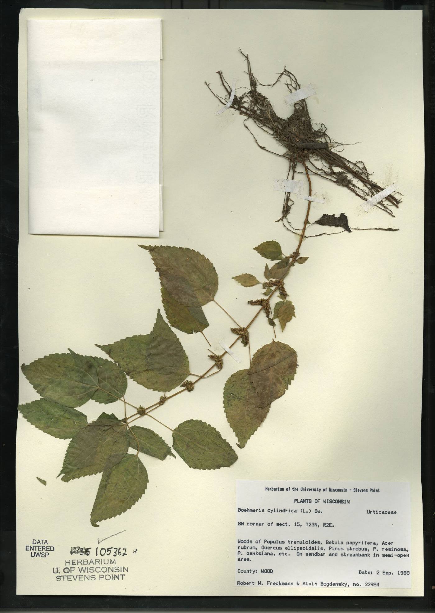 Boehmeria cylindrica image