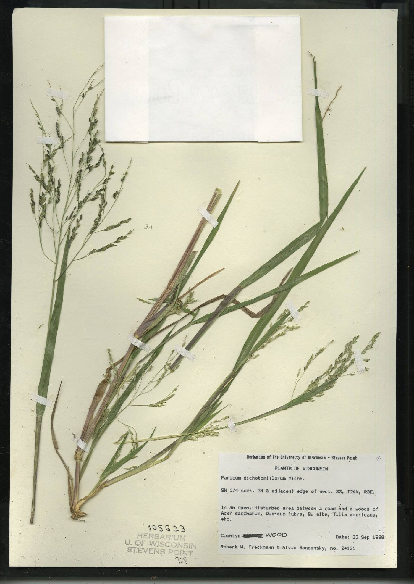 Panicum dichotomiflorum subsp. dichotomiflorum image