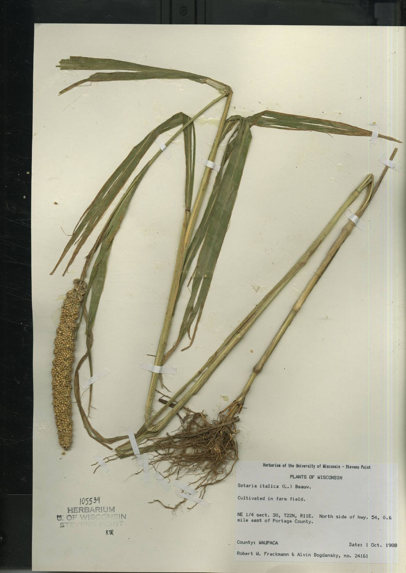 Setaria italica image