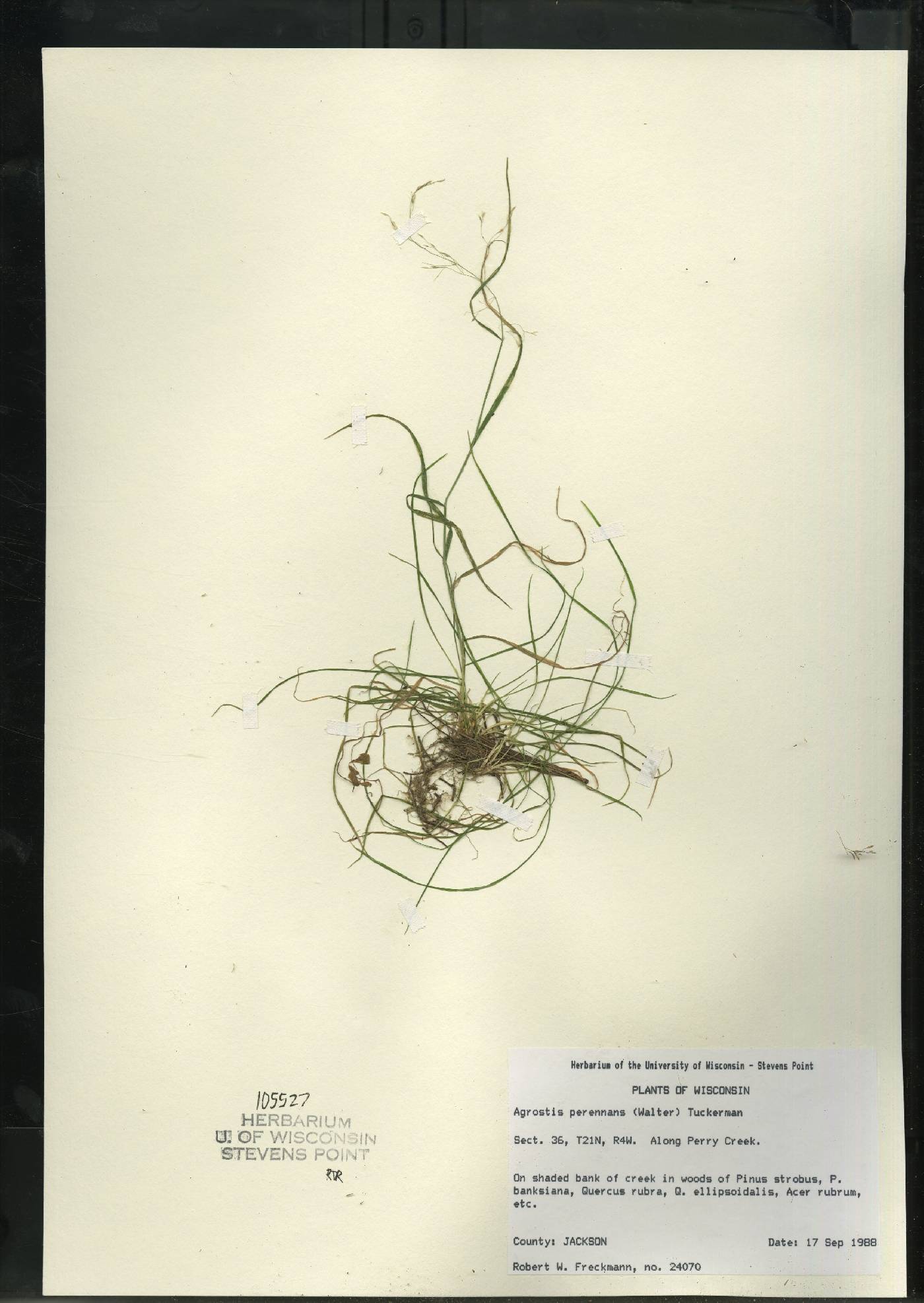 Agrostis perennans var. perennans image