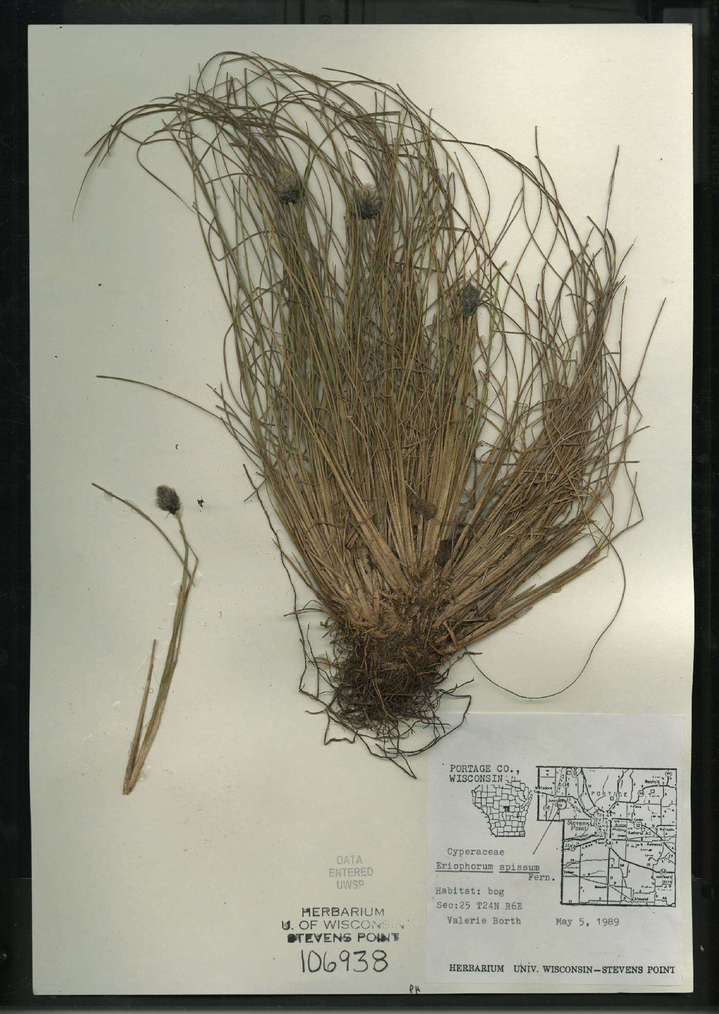 Eriophorum vaginatum image