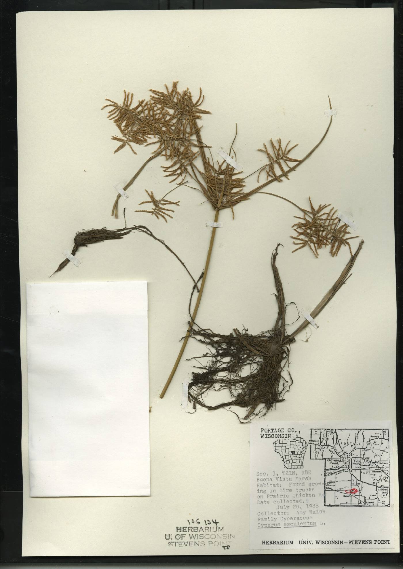 Cyperus esculentus var. leptostachyus image