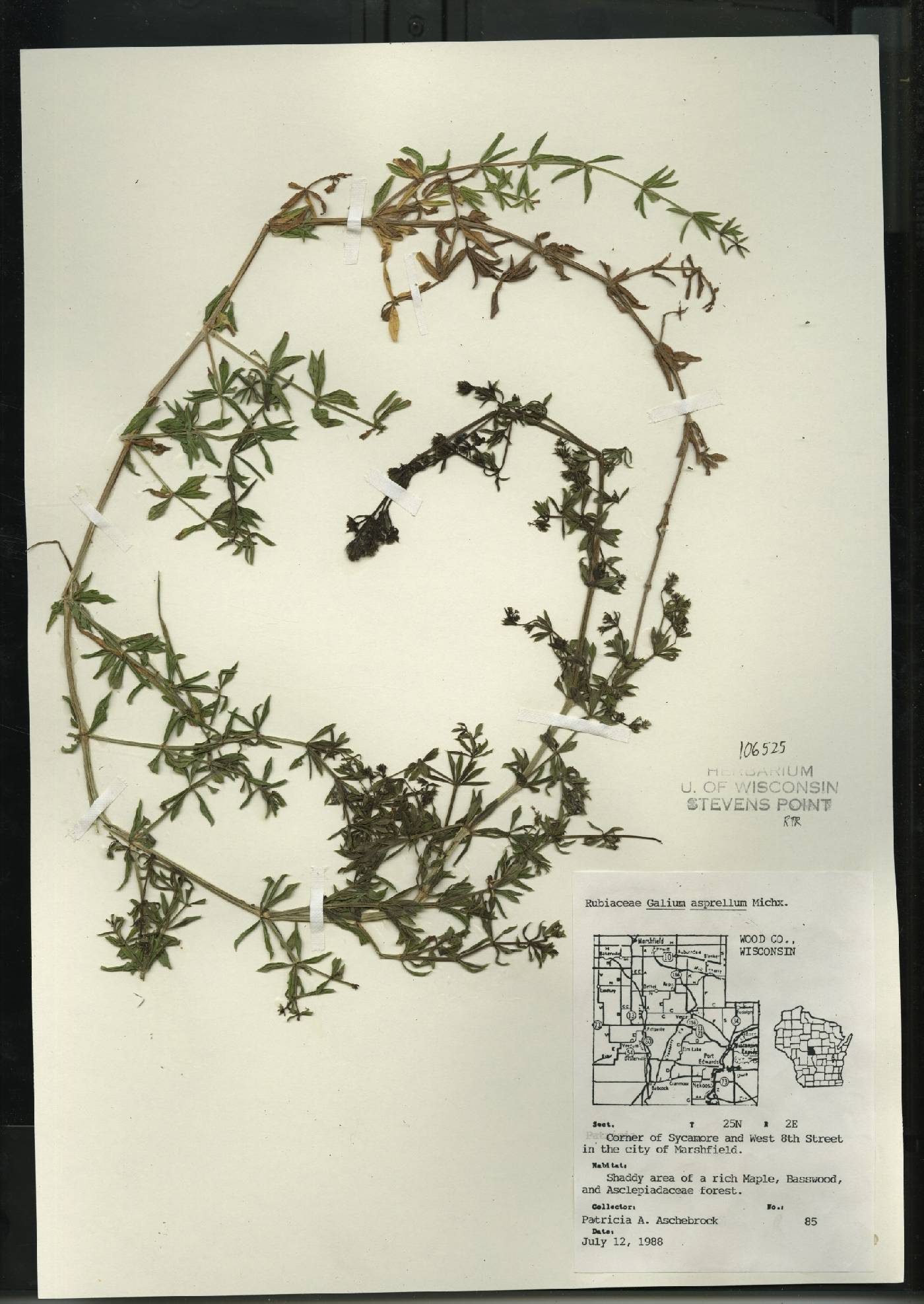 Galium asprellum image