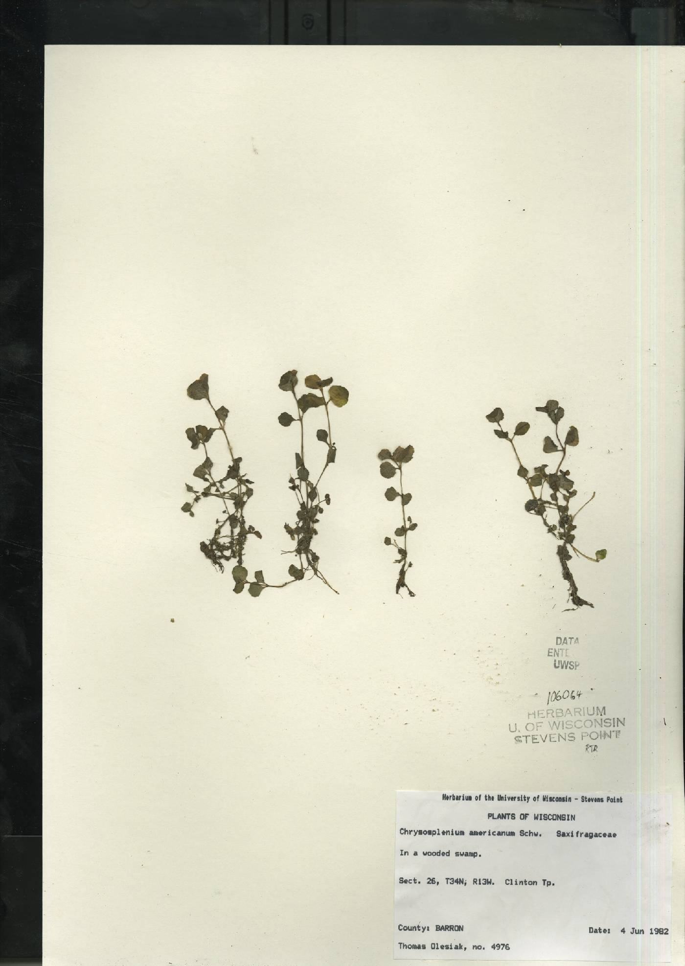 Chrysosplenium americanum image