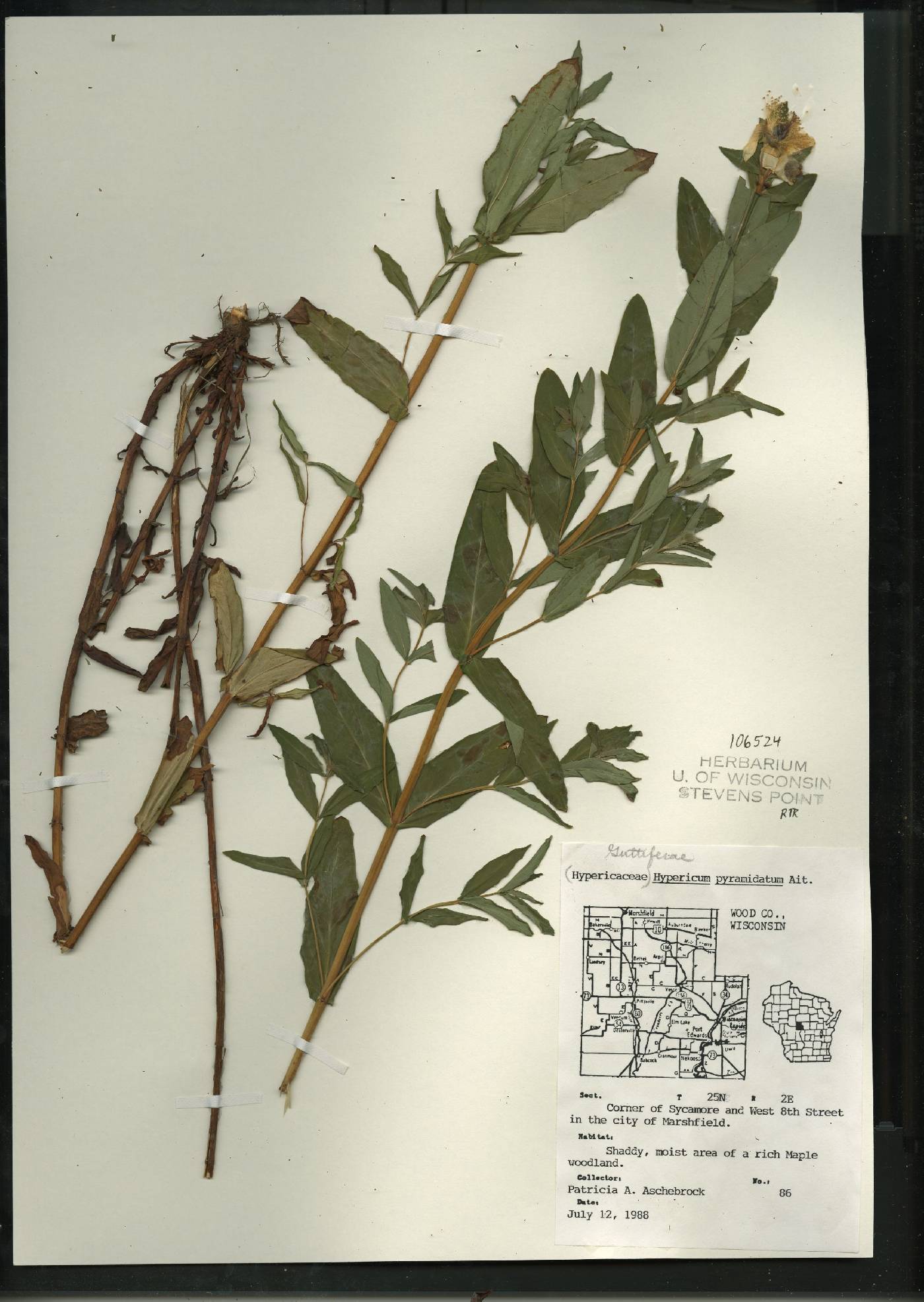 Hypericum ascyron image