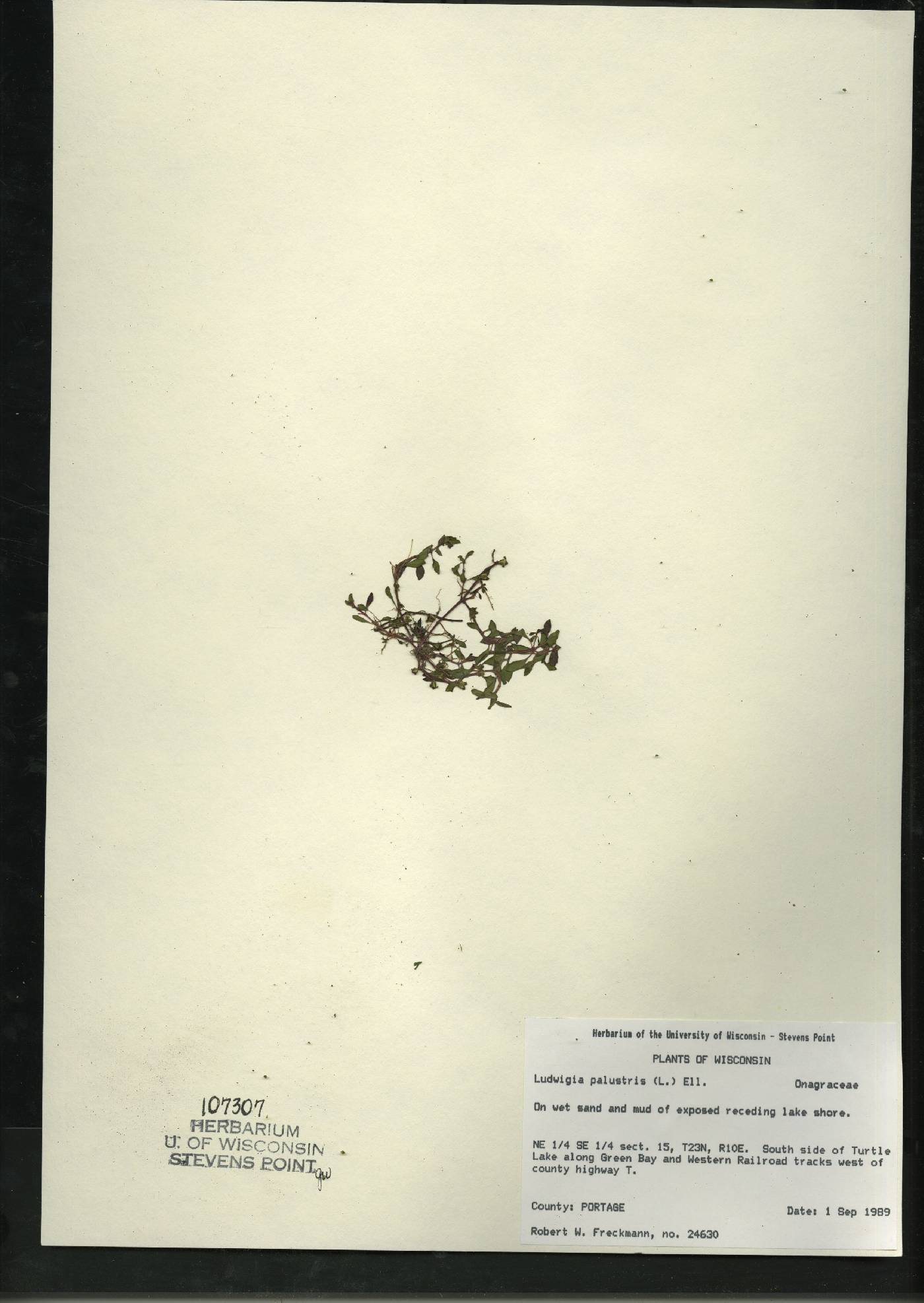 Ludwigia palustris image