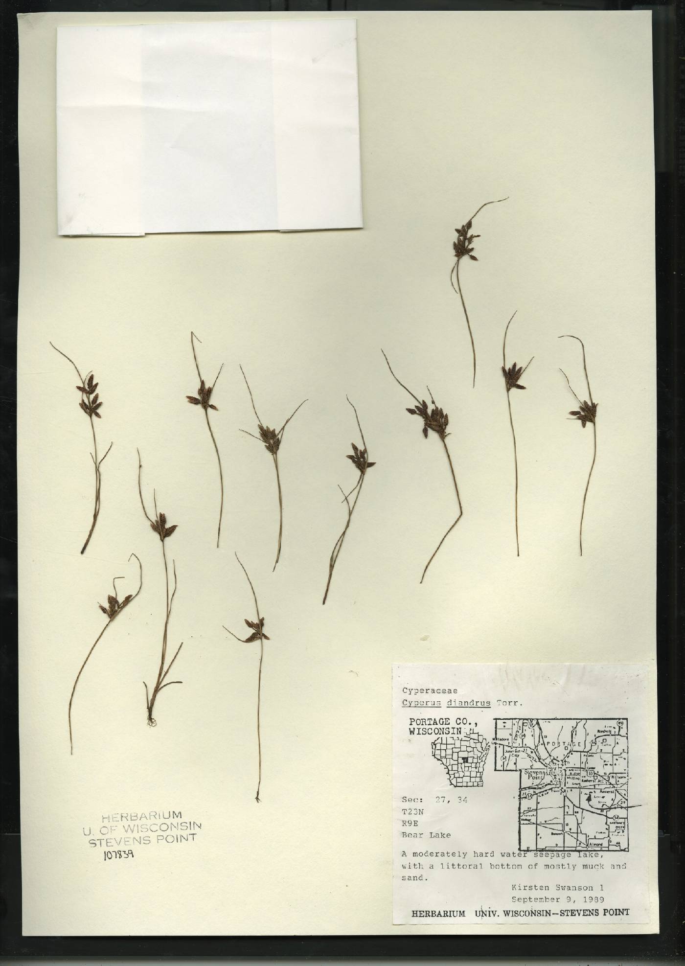 Cyperus diandrus image