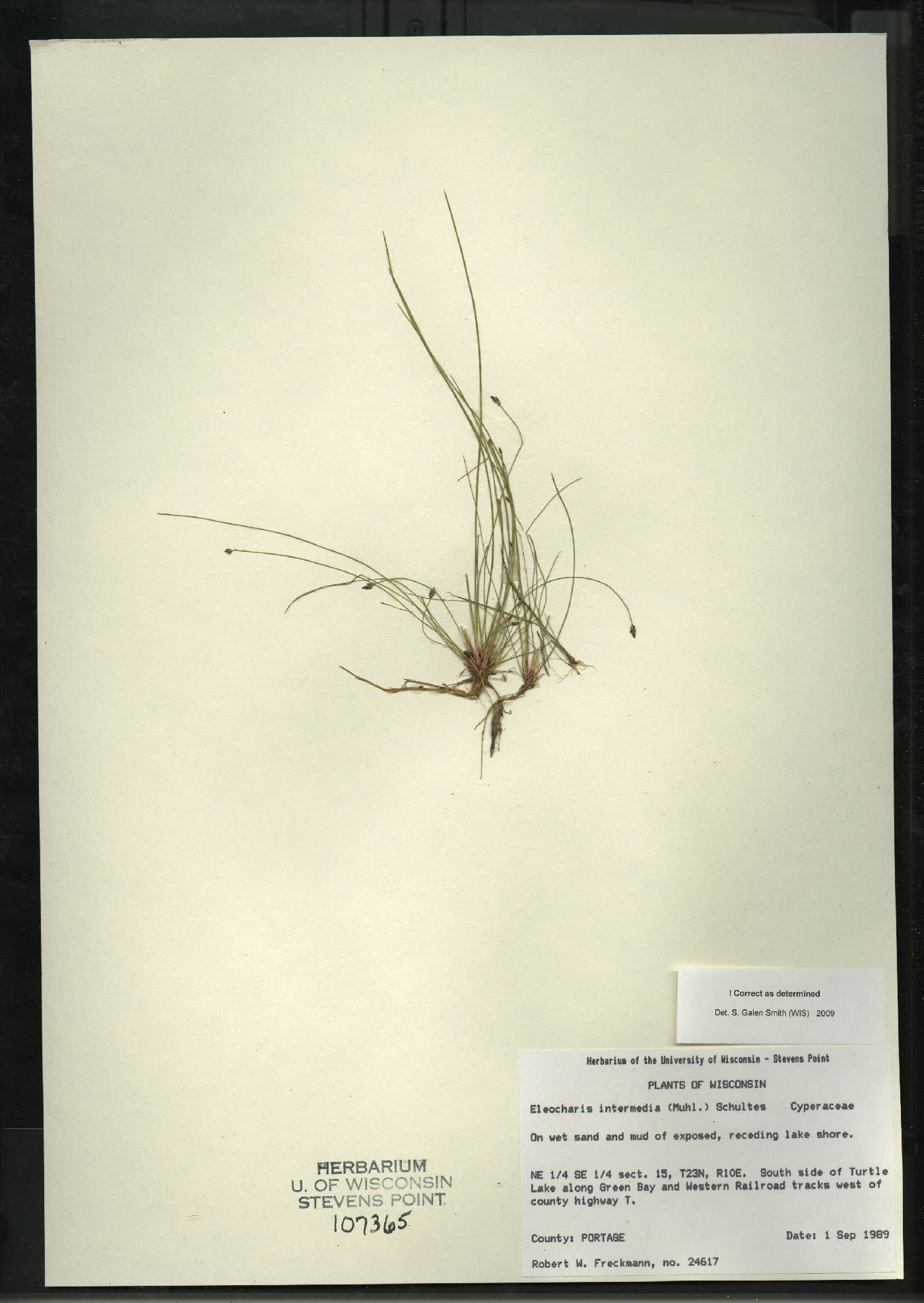 Eleocharis intermedia image
