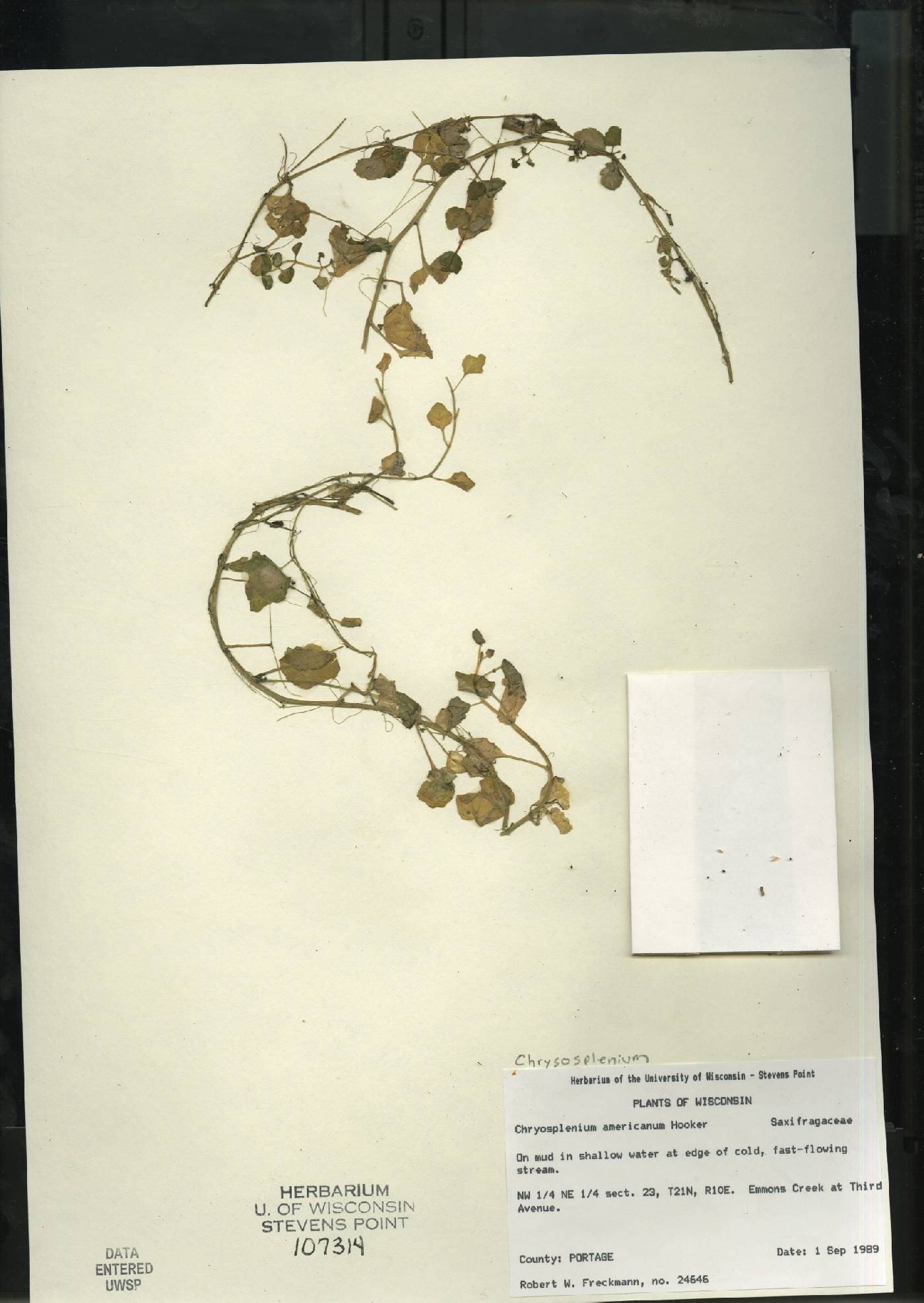 Chrysosplenium americanum image