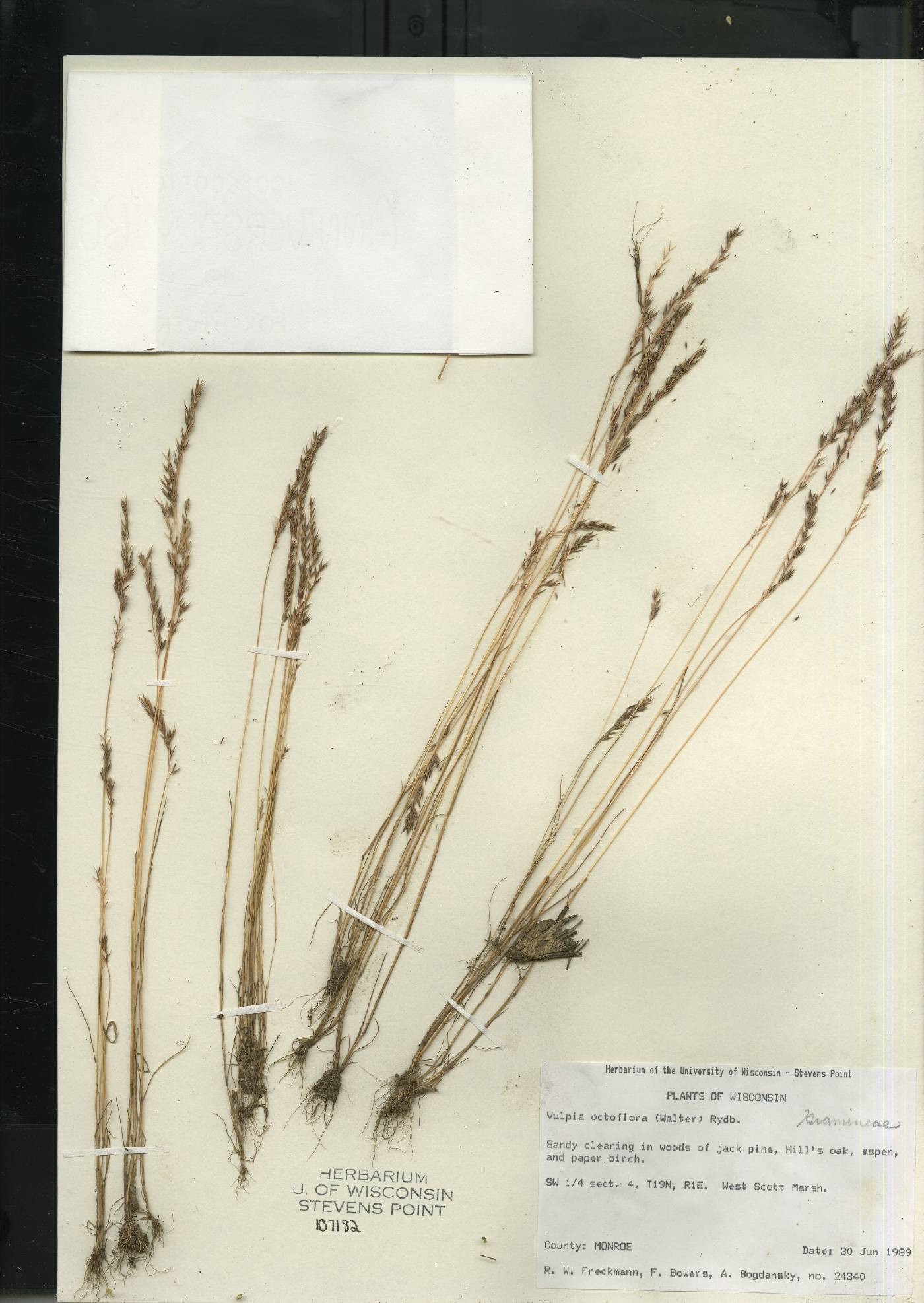 Festuca octoflora image