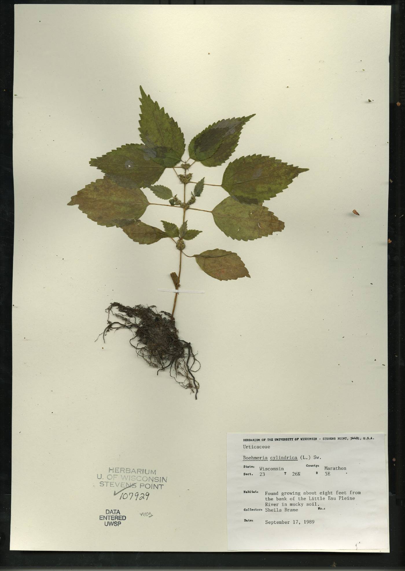 Boehmeria cylindrica image