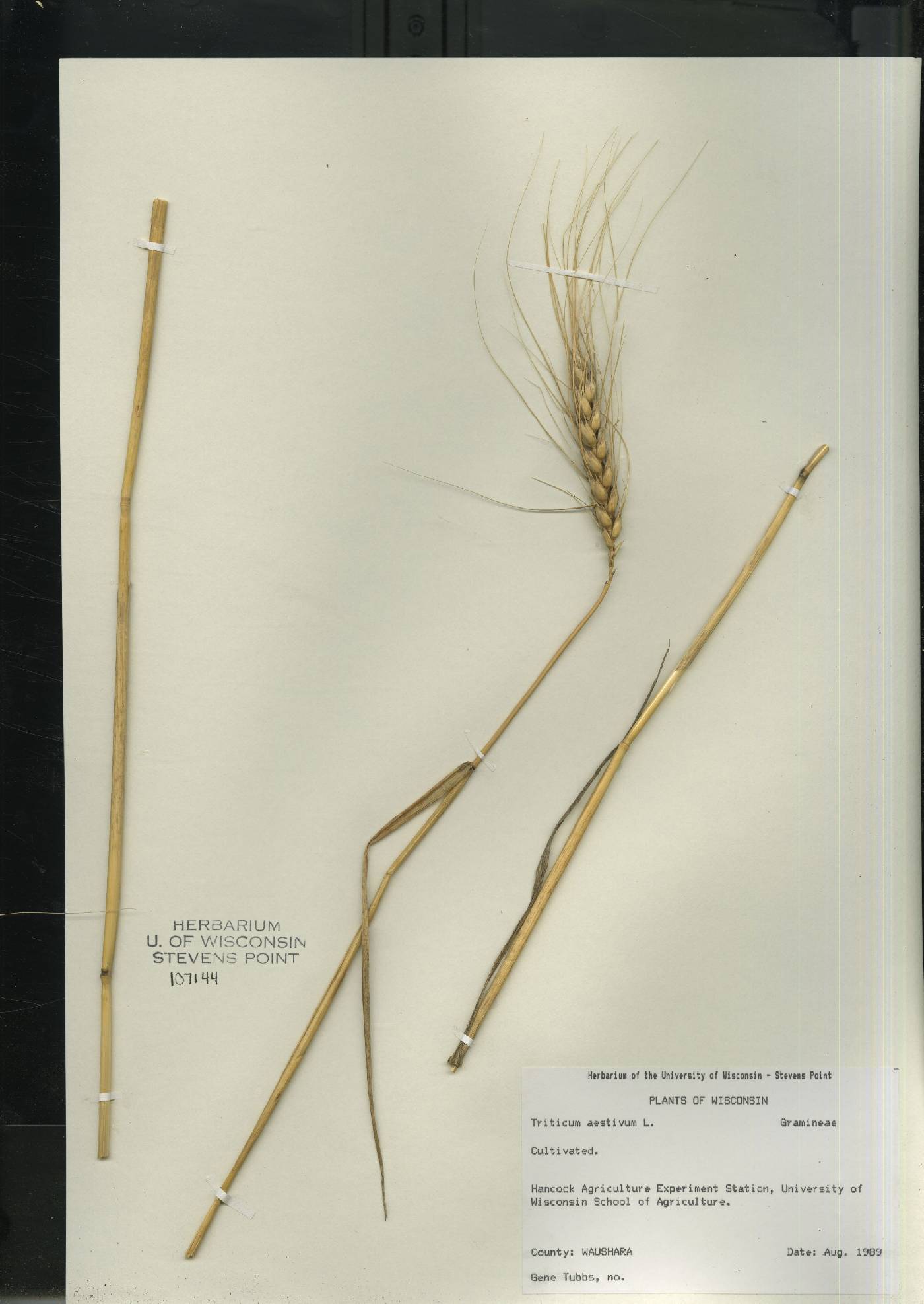 Triticum aestivum image