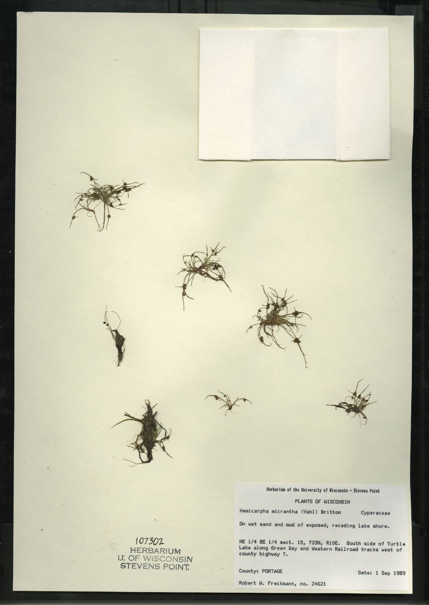 Lipocarpha micrantha image