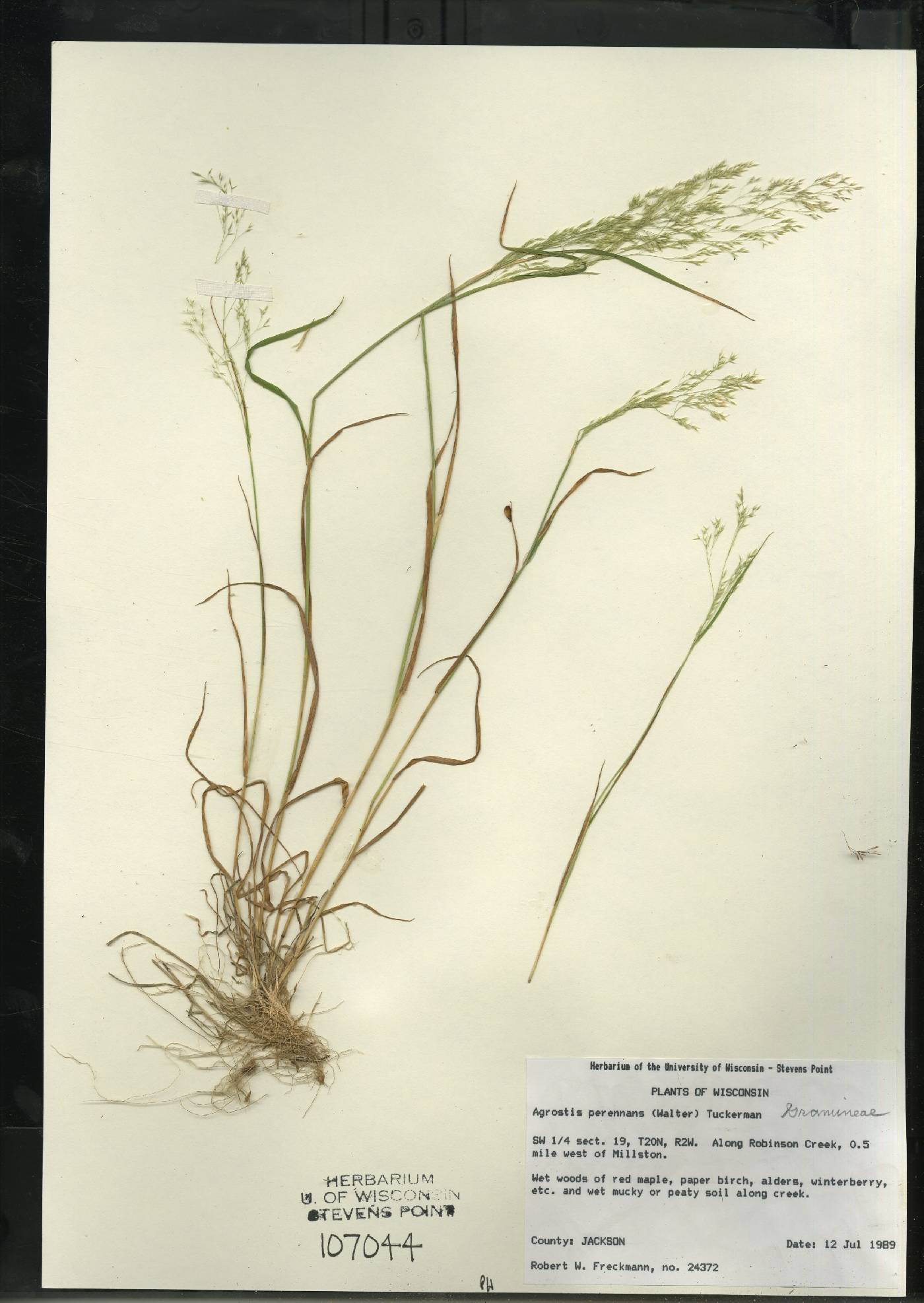 Agrostis perennans var. perennans image